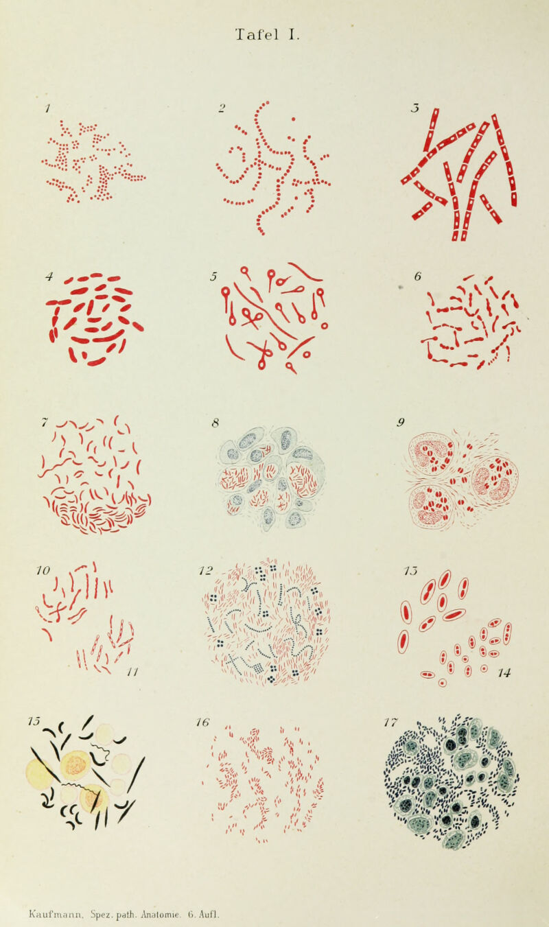 Tafel I. •. / : •• • ..' • ) >V/\ 8 «0 .^a'v. *> p^- ',17 ~- \\:h/ /i» . '//'^i ?t >;rv;;-9#^'i^5J 7J , s ® ® ® © 74 15 V ^ / /g Kriufninan. Spez. path. Analomie. 6. Auf].