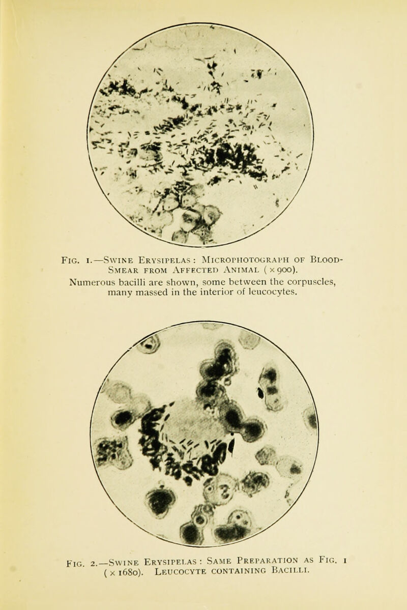 Fig. i.—Swine Erysipelas : MicRornoTOGRArn of Blood- Smear from Affected Animal ( x 900). Numerous bacilli are shown, some between the corpuscles, many massed in the interior of leucocytes. Fig 2.—Swine Erysipelas: Same Preparation as Fig. ( x 1680). Leucocyte containing Bacilli.