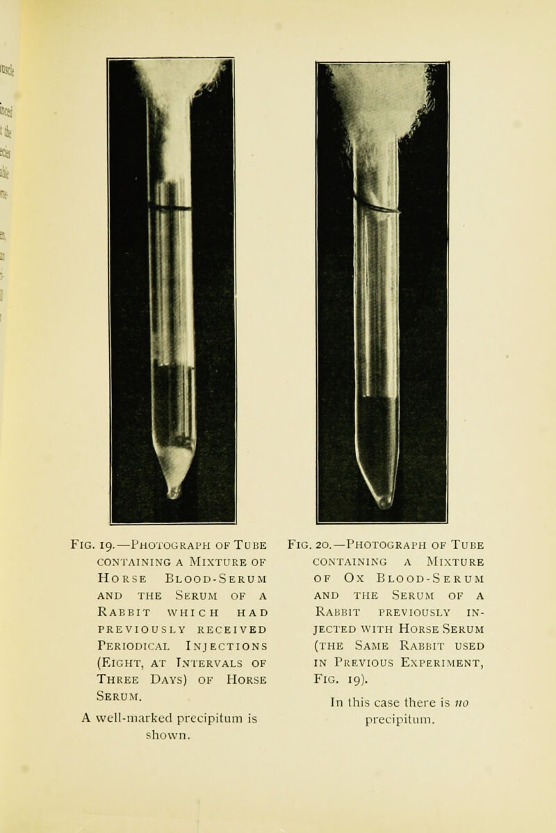 Fig. 19.—Photograph of Tube containing a mixture of Horse Blood-Serum and the Serum of a Rabbit which had previously received Periodical Injections (Eight, at Intervals of Three Days) of Horse Serum. A well-marked precipitum is shown. Fig. 20.—Photograph of Tube containing a Mixture of Ox Blood-Serum and the Serum of a Rabbit previously in- jected with Horse Serum (the Same Rabbit used in Previous Experiment, Fig. 19). In this case there is 110 precipitum.
