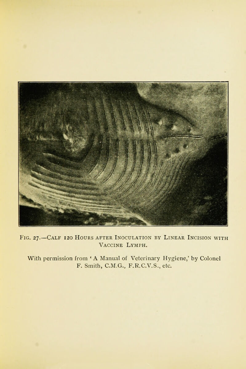 Fig. 27.—Calf 120 Hours after Inoculation by Linear Incision with Vaccine Lymph. With permission from ' A Manual of Veterinary Hygiene,' by Colonel F. Smith, C.M.G., F.R.C.V.S., etc.