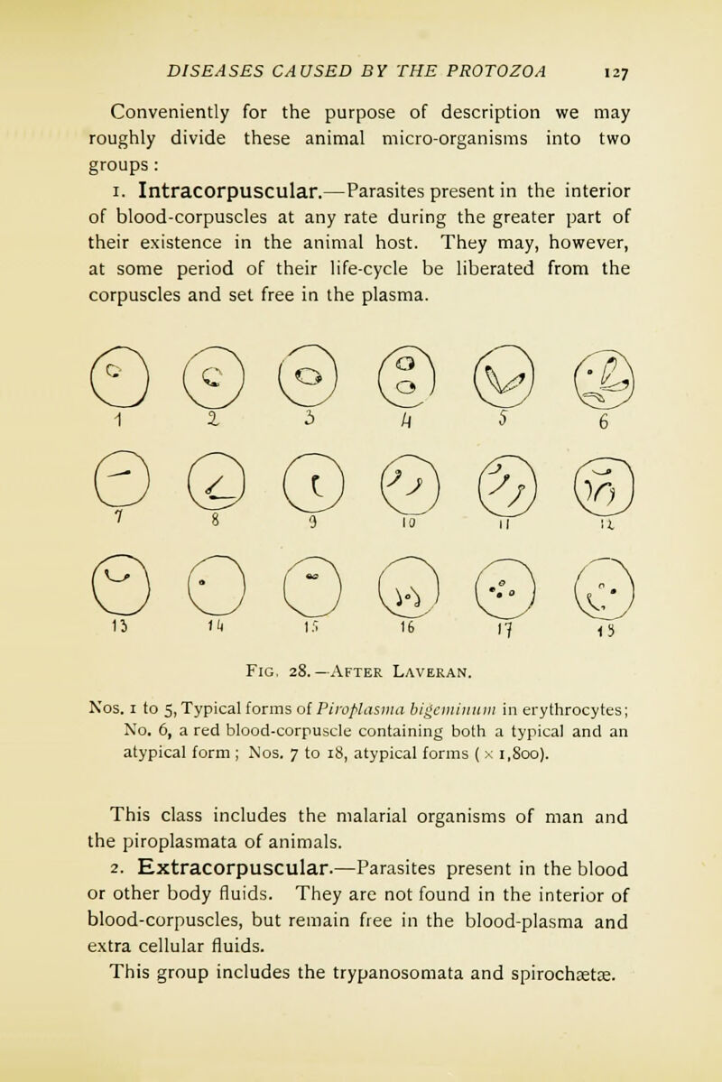 Conveniently for the purpose of description we may roughly divide these animal micro-organisms into two groups : 1. Intracorpuscular.—Parasites present in the interior of blood-corpuscles at any rate during the greater part of their existence in the animal host. They may, however, at some period of their life-cycle be liberated from the corpuscles and set free in the plasma. Fig. 28.—After Laveran. Nos. 1 to 5, Typical forms of Piroplasma bigeminum in erythrocytes; No. 6, a red blood-corpuscle containing both a typical and an atypical form ; Nos. 7 to 18, atypical forms ( x i.Soo). This class includes the malarial organisms of man and the piroplasmata of animals. 2. Extracorpuscular.—Parasites present in the blood or other body fluids. They are not found in the interior of blood-corpuscles, but remain free in the blood-plasma and extra cellular fluids. This group includes the trypanosomata and spirochsetae.