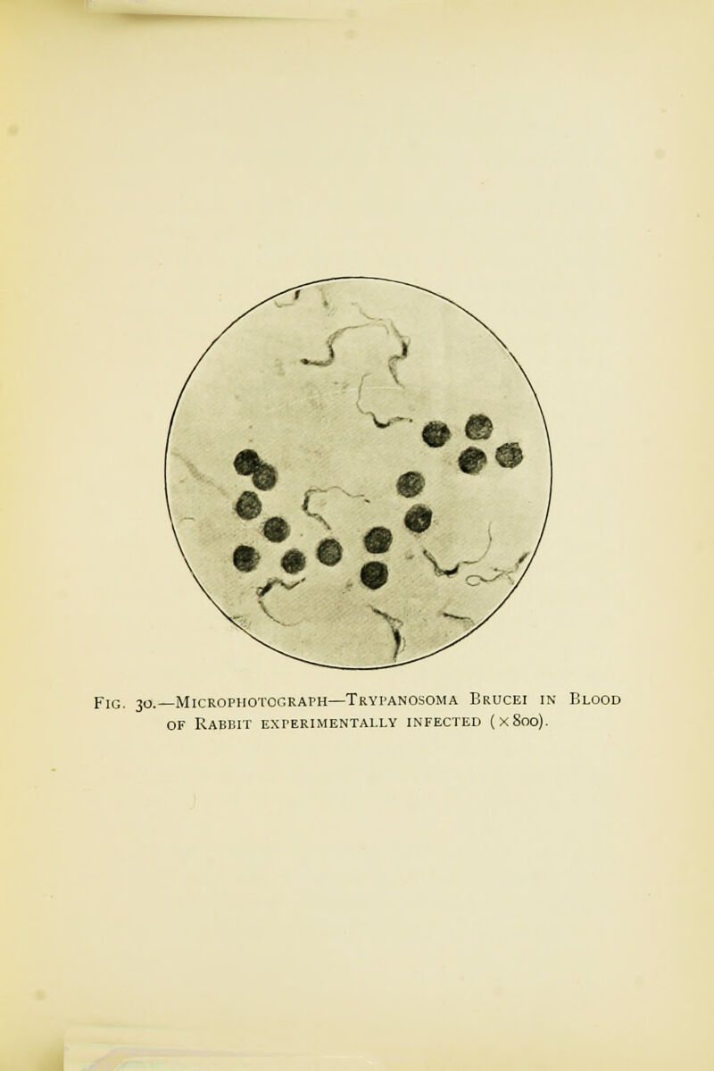 Fig. 30.—Micro-photograph—Trypanosoma Brucei in Blood of Rabiut experimentally infected (x8oo).