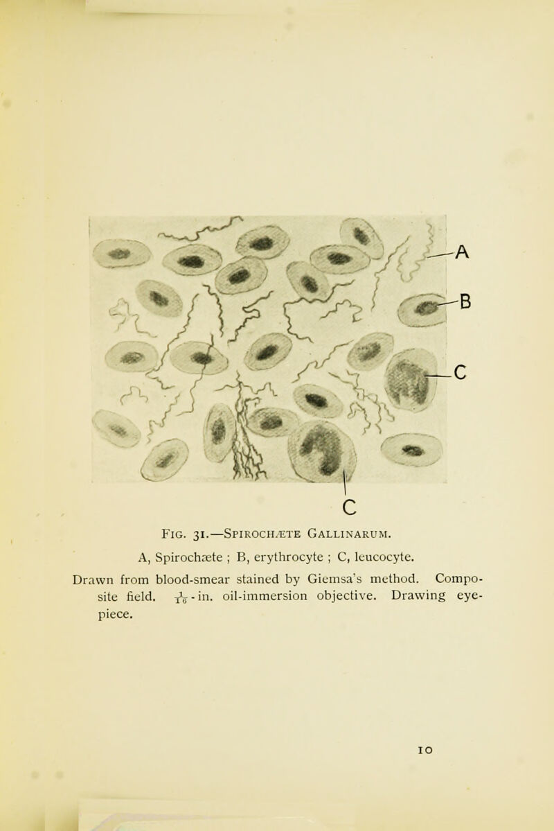 Fig. 31.—Spiroch.exe Gallinarum. A, Spirochete ; B, erythrocyte ; C, leucocyte. Drawn from blood-smear stained by Giemsa's method. Compo- site field. tV-'11' oil-immersion objective. Drawing eye- piece.