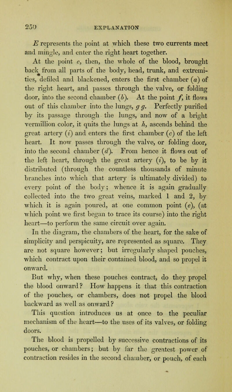 E represents the point at which these two currents meet and mingle, and enter the right heart together. At the point e, then, the whole of the blood, brought back from all parts of the body, head, trunk, and extremi- ties, denied and blackened, enters the first chamber (a) of the right heart, and passes through the valve, or folding door, into the second chamber (&). At the point /, it flows out of this chamber into the lungs, g g. Perfectly purified by its passage through the lungs, and now of a bright Vermillion color, it quits the lungs at h, ascends behind the great artery (?) and enters the first chamber (c) of the left heart. It now passes through the valve, or folding door, into the second chamber (d). From hence it flows out of the left heart, through the great artery («'), to be by it distributed (through the countless thousands of minute branches into which that artery is ultimately divided) to every point of the body; whence it is again gradually collected into the two great veins, marked 1 and 2, by which it is again poured, at one common point (e), (at which point we first began to trace its course) into the right heart—to perforin the same circuit over again. In the diagram, the chambers of the heart, for the sake of simplicity and perspicuity, are represented as square. They are not square however; but irregularly shaped pouches, which contract upon their contained blood, and so propel it onward. But why, when these pouches contract, do they propel the blood onward? How happens it that this contraction of the pouches, or chambers, does not propel the blood backward as well as onward? This question introduces us at once to the peculiar mechanism of the heart—to the uses of its valves, or folding doors. The blood is propelled by successive contractions of its pouches, or chambers; but by far the greatest power of contraction resides in the second chamber, or pouch, of each