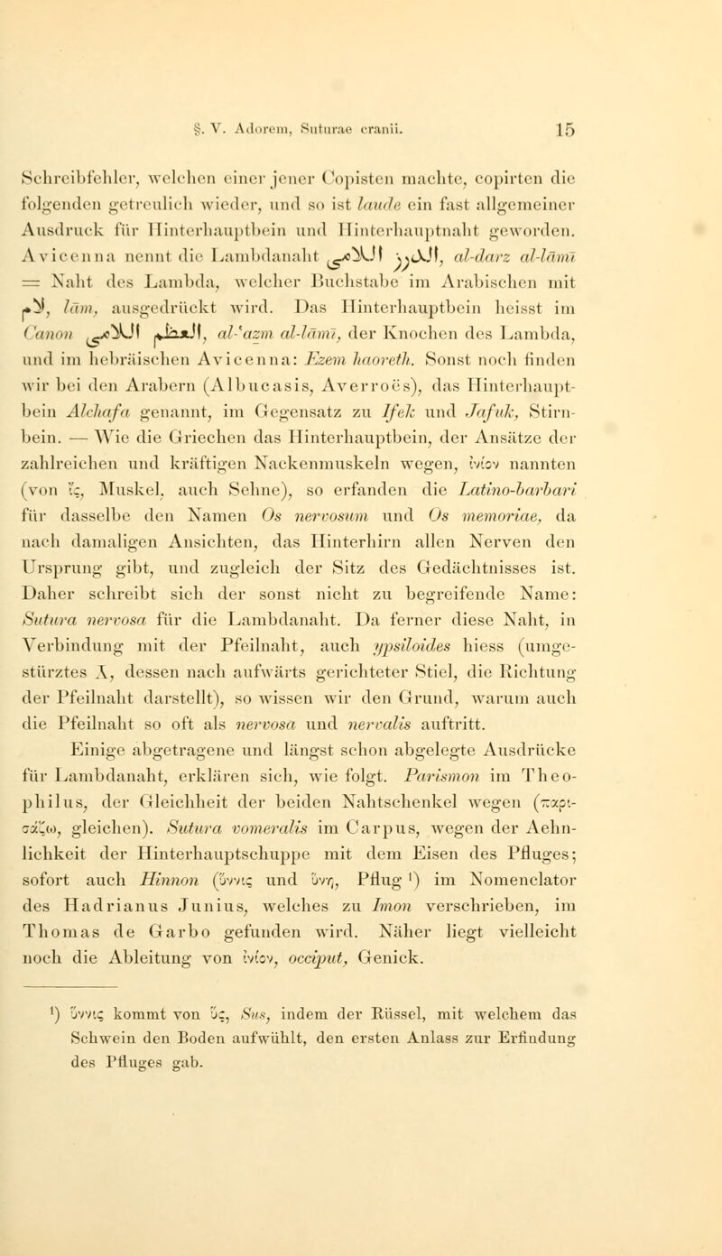 Schreibfehler, wek'hen einer jener Copisten machte, copirten die folgenden getreulich wieder, und so ist lande ein fast allgemeiner Ausdruck für Hinterhauptlxun und Tlintcrhauptnaht geworden. Avicenna nennt die Lambdanaht ^^Jl ))tXJt, al-darz cd-läml = Naht des Lambda, Avclcher Buchstabe im Arabischen mit *^, läm, ausgedrückt wird. Das Hinterhauptbein heisst im Canon ^^^1 *Ji2jJf, al-'azm al-Jäml, der Knochen des Lambda, und im hebräischen Avicenna: Ezem haoreth. Sonst noch linden wir bei den Arabern (Albucasis, Averroes), das Hinterhaupt- bein Alchafa genannt, im Gegensatz zu Ifek und Jafuk, Stirn- bein. — Wie die Griechen das Hinterhauptbein, der Ansätze der zahlreichen und kräftigen Naekenmuskeln wegen, ivbv nannten (von i';, Muskel, auch Sehne), so erfanden die Latino-harhari für dasselbe den Namen Os nervosum und Os memoriae, da nach damaligen Ansichten, das Hinterhirn allen Nerven den Ursprung gibt, und zugleich der Sitz des Gedächtnisses ist. Daher schreibt sich der sonst nicht zu begreifende Name: Sutura nervosa für die Lambdanaht. Da ferner diese Naht, in Verbindung mit der Pfeilnaht, auch ypsiloides hiess (umge- stürztes X, dessen nach aufwärts gerichteter Stiel, die Richtung der Ffeilnaht darstellt), so wissen wir den Grund, warum auch die Pfeilnaht so oft als nervosa und nercalis auftritt. Einige abgetragene und längst schon abgelegte Ausdrücke für Lambdanaht, erklären sich, wie folgt. Parlsmon im Theo- philus, der Gleichheit der beiden Nahtschenkel wegen (T.'xpi- gölCm, gleichen). Sutura vomeralis im Carpus, wegen der Aehn- lichkeit der Hinterhauptschuppe mit dem Eisen des Pfluges; sofort auch Hinnon (uvvi? und uvr^, Pflug ') im Nomenciator des Hadrianus Junius, Avelches zu Imon verschrieben, im Thomas de Garbo gefunden wird. Näher liegt vielleicht noch die Ableitung von ivbv, occiput, Genick. ') Wnc, kommt von üc, Sus^ indem der Rüssel, mit welchem das Schwein den Boden aufwühlt, den ersten Anlass zur Erfindung des Ptiuo-es gab.