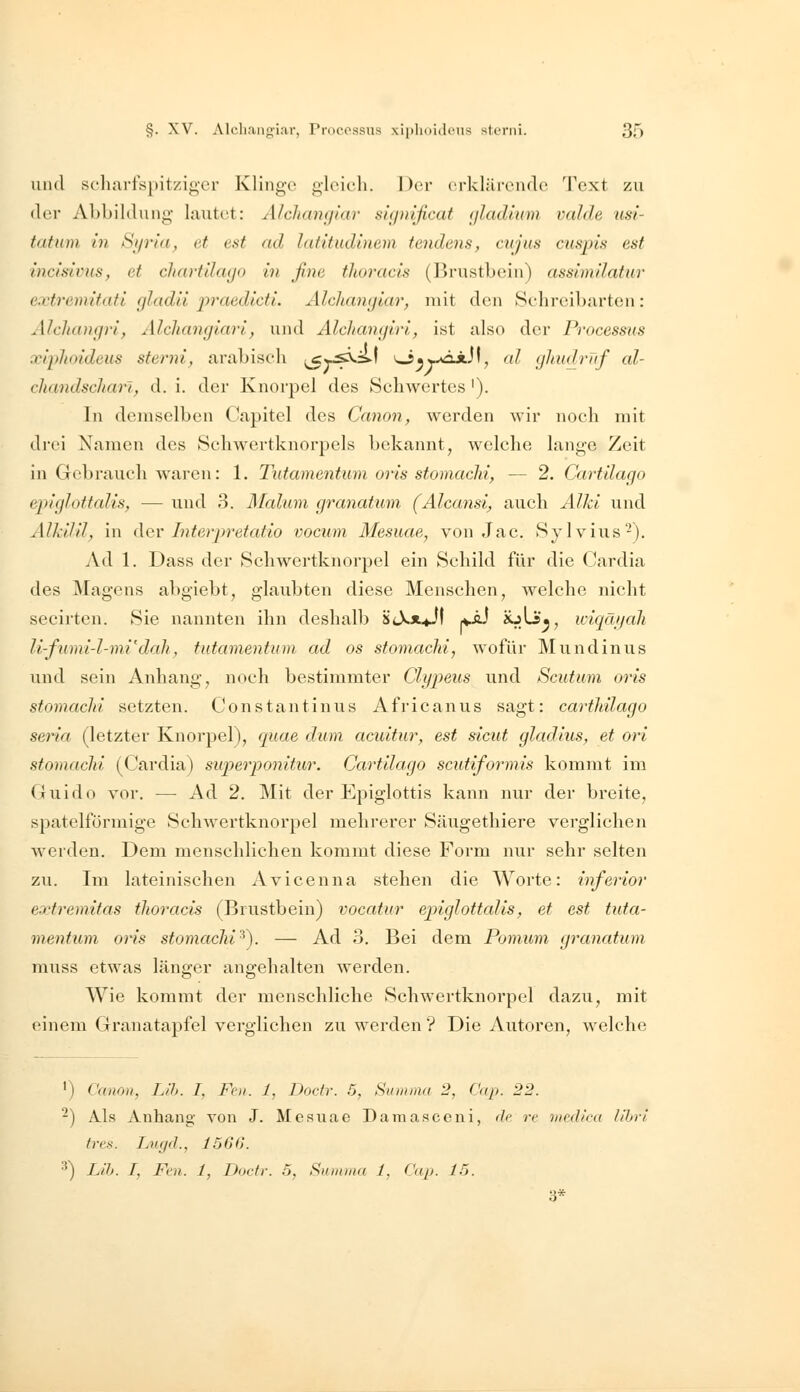 iiiul scluirispitzigei' Klinge gleich. I )('r crkläreiKlc^ 'l'cxt zu der Abbildung laiitet: Alclian(ji(tr sii/iiificat ijladmm valde usi- tatum in Syria, et est ad latitudmem tendens, cujus cuspls est incisivus, et chartilago in fine thoracis (Brustbein) asslmUatur extremitafi gladii jy^riedicti. Alchanglar, mit den Schreibarten: Alcliang)'!, Alclianglarl, und Alchangiri, ist also der Processus xi2>ho(deus sterni, arabisch ,^w-pii.f o«j-öjiJf, al ghudrüf al- cliandscharl, d. i. der Knorpel des Schwertes '). In demselben Capitel des Canon, werden wir noch mit drei Namen des Schwertknorpels bekannt, welche lange Zeit in Gebrauch waren: 1. Tutayyientmn oris stomaclii, — 2. Cart'dago eplglottalis, — und 3. Malum granatum. (Alcansi, auch Alkl und Alkilü, in der Inteiyretatio vocum Mesuae, von Jac. Sylviiis-), vVd 1. Dass der Schwertknorpel ein Schild für die Cardia des Magens abgiebt, glaubten diese Menschen, welche nicht secirten. Sie nannten ihn deshalb üJot^Ji (vÄJ Ky3^, loiqäijali U-fumi-l-mVdah, tutamentum ad os stomaclii, wofür Mundinus und sein Anhang, noch bestimmter Clypeus und Scutum oris stomacln setzten. Constantinus Africanus sagt: cartldlago seria (letzter Knorpel), quae dum acuitur, est sicut gladius, et ort stomacln (Cardia) superponitur. Cartllago scutiformis kommt im Guido vor. — Ad 2. Mit der Epiglottis kann nur der breite, spateiförmige Schwertknorpel mehrerer Siuigethiere verglichen werden. Dem menschlichen kommt diese Form nur sehr selten zu. Im lateinischen Avicenna stehen die Worte: inferior extremitas thoracis (Brustbein) vocatur epiglottalis, et est tuta- mentum oris stomachi^). — Ad 3. Bei dem Pomum granatum rauss etwas länger angehalten werden. Wie kommt der menschliche Schwertknorpel dazu, mit einem Granatapfel verglichen zu werden ? Die Autoren, welche ^) Canon, Lih. I, Fr». 1, Docfr. 5, Summa 2, Cap. 22. ^) A.ls Anhang von J. Mesuae Daraa.sceui, de rt mcdü-a Uhrl tres. Lngd., 1566. 3) L!h. T, Fm. 1, Düctr. 5, Summa 1, Cap. 15. ■6*