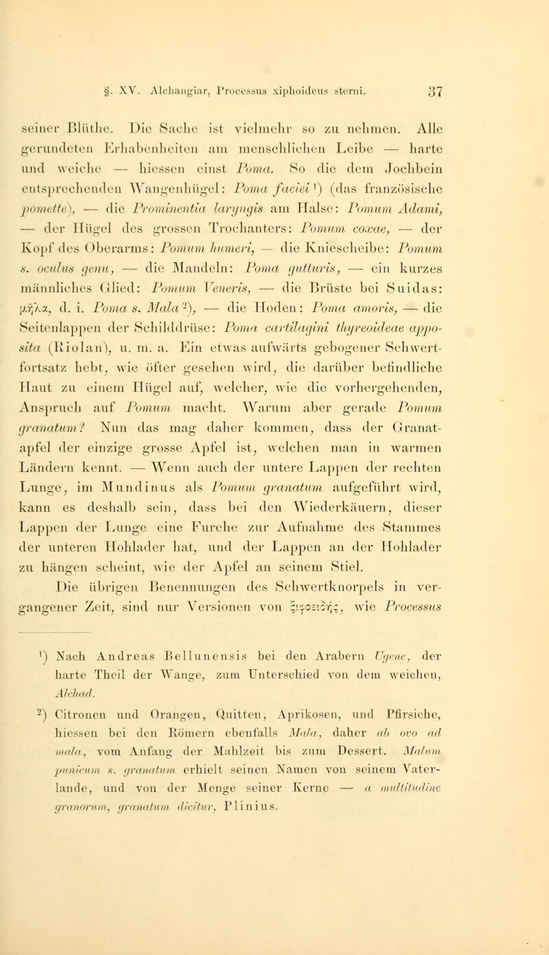 seiner Jlliitlic. Die Saclie ist viclmelir so zu nelinieii. Alle genindeteii Kriialx'iilu'iti'ii am ineiiseliliclicii Leibe — harte und weiche — hiessen einst Puma. 80 die dem Jochbein entsprechenden Wan;;enliügel: Puma facieV) (das franzcisisehc pomette), — die Prominentia larynxjis am Halse: Pomum Adaml, — der Hügel des grossen Trochanters: PomuM coxae, — der Kopf des Oberarms: Pomum humeri, — die Kniescheibe: Pomum s. oci(h(s gemi, — die IVIandoln: Poma (jutturls, — ein kurzes männliches Ghed: Pomum J'enerts, — die Brüste bei Suidas: [jx^Kx, d. i. Poma s. Ufala -), — die Hoden: Poma amoris, — die Seitenlappen der Schilddrüse: Poma cartilagini thyreoideae appo- sita (Riolan\ u. m. a. Ein etwas aufwärts gebogener SeliAvert- fortsatz hebt^ wie öfter gesehen wird, die darüber befindliche Haut zu einem Hügel auf, welcher, wie die vorhergehenden, Anspruch auf Pomum macht. Warum aber gerade Pomum, granatumf Nun das mag daher kommen, dass der Granat- apfel der einzige grosse Apfel ist, welchen man in warmen Ländern kennt. — Wenn auch der untere Lappen der rechten Lunge, im Mundinus als Pomum granatum aufgeführt wird, kann es deshalb sein, dass bei den Wiederkäuern, dieser Lappen der Lunge eine Furche zur Aufnahme des Stammes der unteren Hohlader hat, und dei- Lappen an der Hohlader zu hängen scheint, wie der Apfel an seinem Stiel. Die übrigen Benennungen des Schwertknorpels in ver- gangener Zeit, sind nur Versionen von ^icposisv^c, wie Processus ') Nach Andreas Belluneusis bei den Arabern Uf/mc, der harte Thoil der Wange, zum Unterschied von dem weichen, ÄMuifJ. 2) Citrouen und Orangen, Quitten, Aprikosen, und Pfirsiche, hiessen bei den Römern ebenfalls Mala, daher ab ovo ad iiHila, vom Anfang der Mahlzeit bis zum Dessert. Mahun punicum s. granatum erhielt seinen Namen von seinem Vater- lande, und von der Menge seiner Kerne — a, multitudinc granorum, granatum d/ct'tur, Plinius.