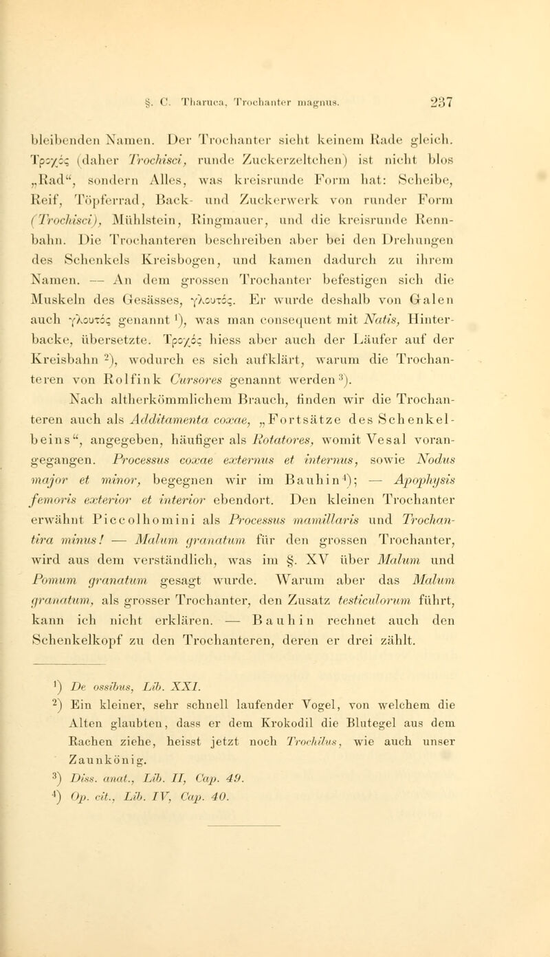 bleibenden Namen. Der Trochanter sieht keinem Rade gleich. Tpoyöq (daher Trochisci, runde Zuckerzeltchen) ist nicht blos „Rad, sondern Alles, was kreisrunde Form hat: Scheibe, Reif, Töpferrad, Back- und Zuckerwerk von runder Form (Trochisci), Mühlstein, Ringmauer, und die kreisrunde Renn- bahn. Die Trochanteren beschreiben aber bei den Drehungen des Schenkels Kreisbogen, und kamen dadurch zu ihrem Namen. — An dem grossen Trochanter befestigen sich die Muskeln des Gesässes, ^{kouxbiq. Er wurde deshalb von Galen auch yXouto? genannt'), was man consequent mit Natis, Hinter- backe, übersetzte. Tpo/6q hiess aber auch der Läufer auf der Kreisbahn -\ wodurch es sich aufklärt, warum die Trochan- teren von Rolfink Cursores genannt werden ^j. Nach altherkömmlichem Brauch, linden wir die Trochan- teren auch als Additamenta coxae, „Fortsätze des Schenkel- beins, angegeben, häufiger als Rotatores, womit Vesal voran- gegangen. Processus coxae externus et internus, sowie Nodus major et minor^ begegnen wir im Bauhin^); — Apophysis femoris exterior et interior ebendort. Den kleinen Trochanter erwähnt Piccolhomini als Processus mamillaris und Troclian- tira minus! — Maluni granatum für den grossen Trochanter, wird aus dem verständlich, was im §. XV über Malum und Pomum, granatum gesagt wurde. Warum aber das Malum granatum, als grosser Trochanter, den Zusatz testiculorum führt, kann ich nicht erklären. — B a u h i n rechnet auch den Schenkelkopf zu den Trochanteren, deren er drei zählt. ') De ossibus, Lih. XXI. 2) Ein kleiner, sehr schnell laufender Vogel, von welchem die Alten glaubten, dass er dem Krokodil die Blutegel aus dem Rachen ziehe, heisst jetzt noch Trochilus, wie auch unser Zaunkönig. ^) Diss. cmat., Lib. II, Cap. 49. -*) Op. dt., Lib. IV, Cap. 40.