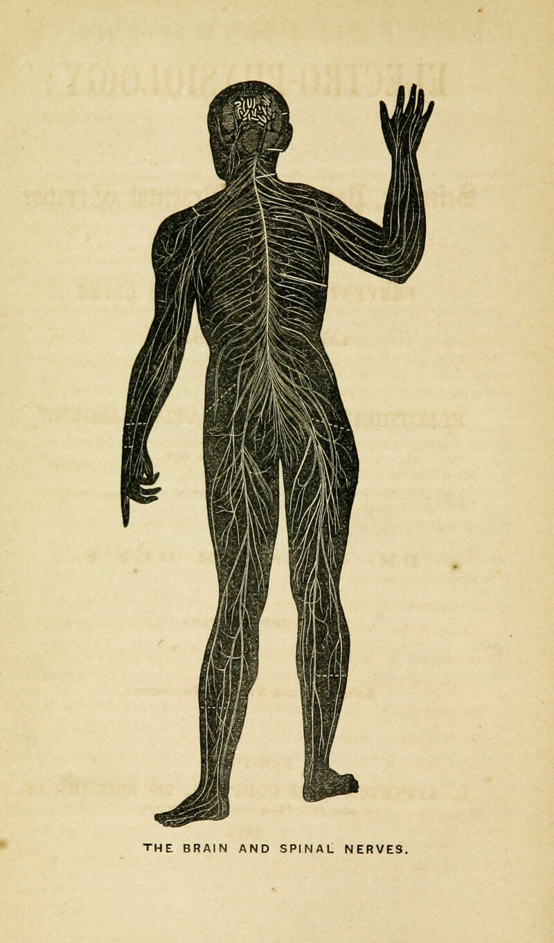 THE BRAIN AND SPINAL NERVES.