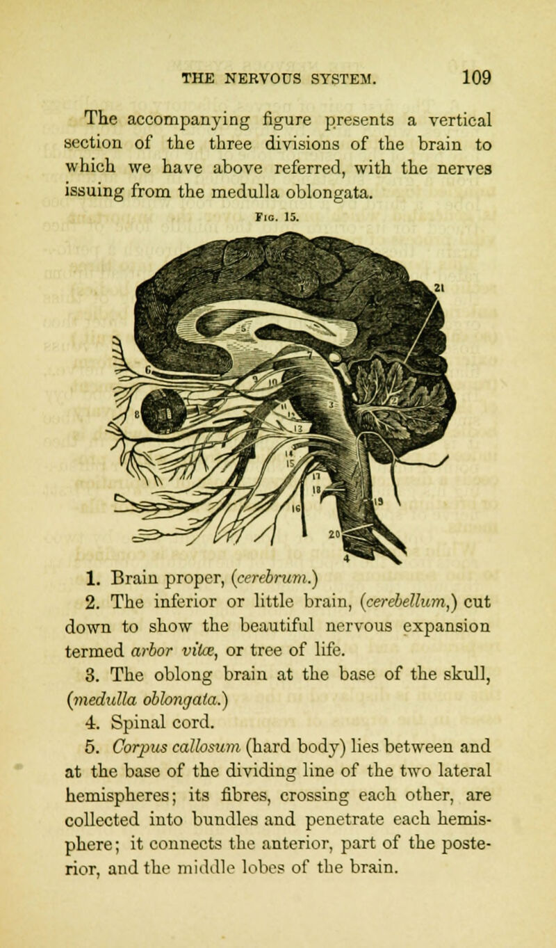 The accompanying figure presents a vertical section of the three divisions of the brain to which we have above referred, with the nerves issuing from the medulla oblongata. 1. Brain proper, (cerebrum.) 2. The inferior or little brain, (cerebellum,) cut down to show the beautiful nervous expansion termed arbor vitce, or tree of life. 3. The oblong brain at the base of the skull, (medulla oblongata.) i. Spinal cord. 5. Corpus callosum (hard body) lies between and at the base of the dividing line of the two lateral hemispheres; its fibres, crossing each other, are collected into bundles and penetrate each hemis- phere ; it connects the anterior, part of the poste- rior, and the middle lobes of the brain.