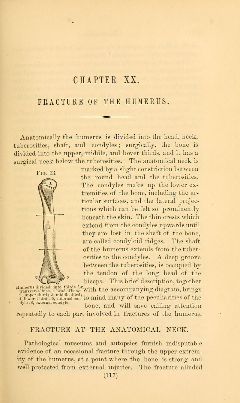 CHAPTER XX. FRACTURE OF THE HUMERUS Fig. 33. Anatomically the humerus is divided into the head, neck, tuberosities, shaft, and condyles; surgically, the hone is divided into the upper, middle, and lower thirds, and it has a surgical neck below the tuberosities. The anatomical neck is marked by a slight constriction betvv'een the round head and the tuberosities. The condyles make up the lower ex- tremities of the bone, including the ar- ticular surfaces, and the lateral projec- tions which can be felt so prominently beneath the skin. The thin crests which extend from the condyles upwards until they are lost in the shaft of the bone, are called condyloid ridges. The shaft of the humerus extends from the tuber- osities to the condyles. A deep groove between the tuberosities, is occupied by the tendon of the long head of the biceps. This brief description, together ^irs™StUt°alS^e;-Vith the accompauyiug diagram, brings 2, upper third, 3, middle third; , . t i? ^i t 'x* i? xt i, lower t hird; 5, internal con- to uiiud many ot the pecuharities ot the dyle; 6, external condyle. , i -n it ,, ,• bone, and will save callmg attention repeatedly to each part involved in fractures of the humerus. FRACTURE AT THE ANATOMICAL NECK. Pathological museums and autopsies furnish indisputable evidence of an occasional fracture through the upper extrem- ity of the humerus, at a point where the bone is strong and well protected from external injuries. The fracture alluded