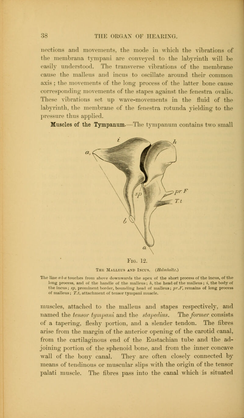 iiections and movements, the mode in which the vibrations of tlie membrana tympani are conveyed to the labyrinth will be easily understood. The transverse vibrations of the membrane cause the malleus and incus to oscillate around their common axis ; the movements of the long process of the latter bone cause corresponding movements of the stapes against the fenestra ovalis. These vibrations set up wave-movements in the fluid of the labj'rinth, the membrane of the fenestra rotunda yielding to the l)ressure thus applied. Muscles of the Tympanum.—The tympanum contains two small Fig. 12. The Malleus axd Ixcus. {Helmholtz.) The line aba touches from above downwards the apex of the short process of the incus, of the long process, and of the handle of the malleus; h, the head of the malleus; i, the bodj' of the incus; sp, prominent bonier, boumlintj head of malleus; pr.F, remains of long process of malleus; T.t, attachment of tensor tympani muscle. muscles, attached to the malleus and stapes respectively, and named the tensor ti/mjmni and the stapedius. The foiiner consists of a tapering, fleshy portion, and a slender tendon. The fibres arise from the margin of the anterior opening of the carotid canal, from the cartilaginous end of the Eustachian tube and the ad- joining portion of the sphenoid bone, and from the inner concave wall of the boin^ canal. They are often closely connected by means of tendinous or muscular slips with the origin of the tensor palati muscle. The fibres pass into the canal which is situated