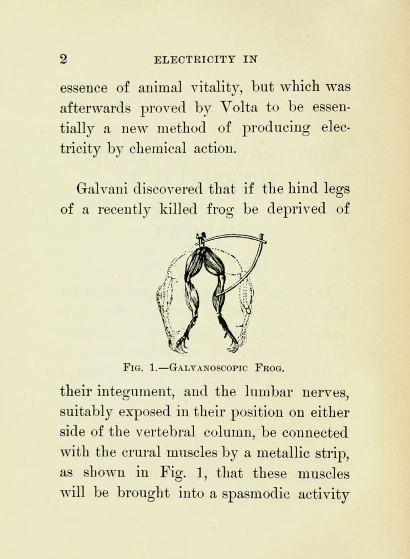 essence of animal vitality, but which was afterwards proved by Volta to be essen- tially a new method of producing elec- tricity by chemical action. Galvani discovered that if the hind legs of a recently killed frog be deprived of Fig. 1.—Galvanoscopic Frog. their integument, and the lumbar nerves, suitably exposed in their position on either side of the vertebral column, be connected with the crural muscles by a metallic strip, as shown in Fig. 1, that these muscles will be brought into a spasmodic activity