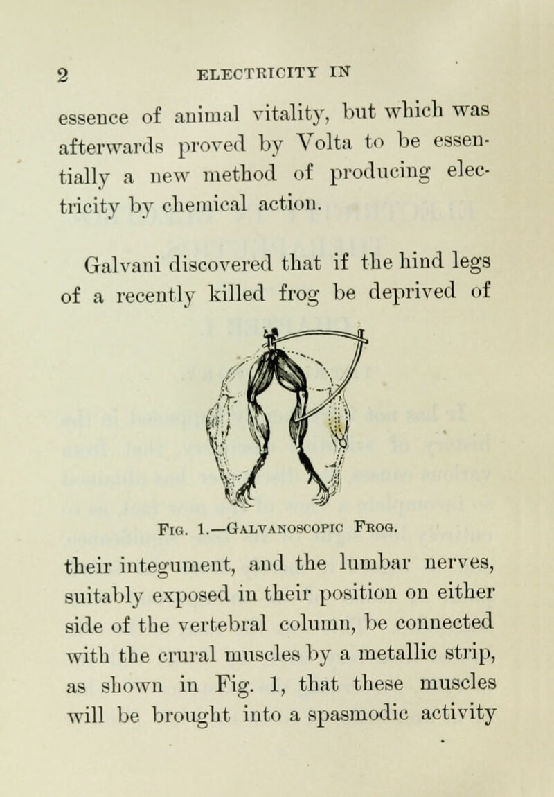 essence of animal vitality, but which was afterwards proved by Volta to be essen- tially a new method of producing elec- tricity by chemical action. Galvani discovered that if the hind legs of a recently killed frog be deprived of Fig. 1.—Galvanoscopic Frog. their integument, and the lumbar nerves, suitably exposed in their position on either side of the vertebral column, be connected with the crural muscles by a metallic strip, as shown in Fig. 1, that these muscles will be brought into a spasmodic activity