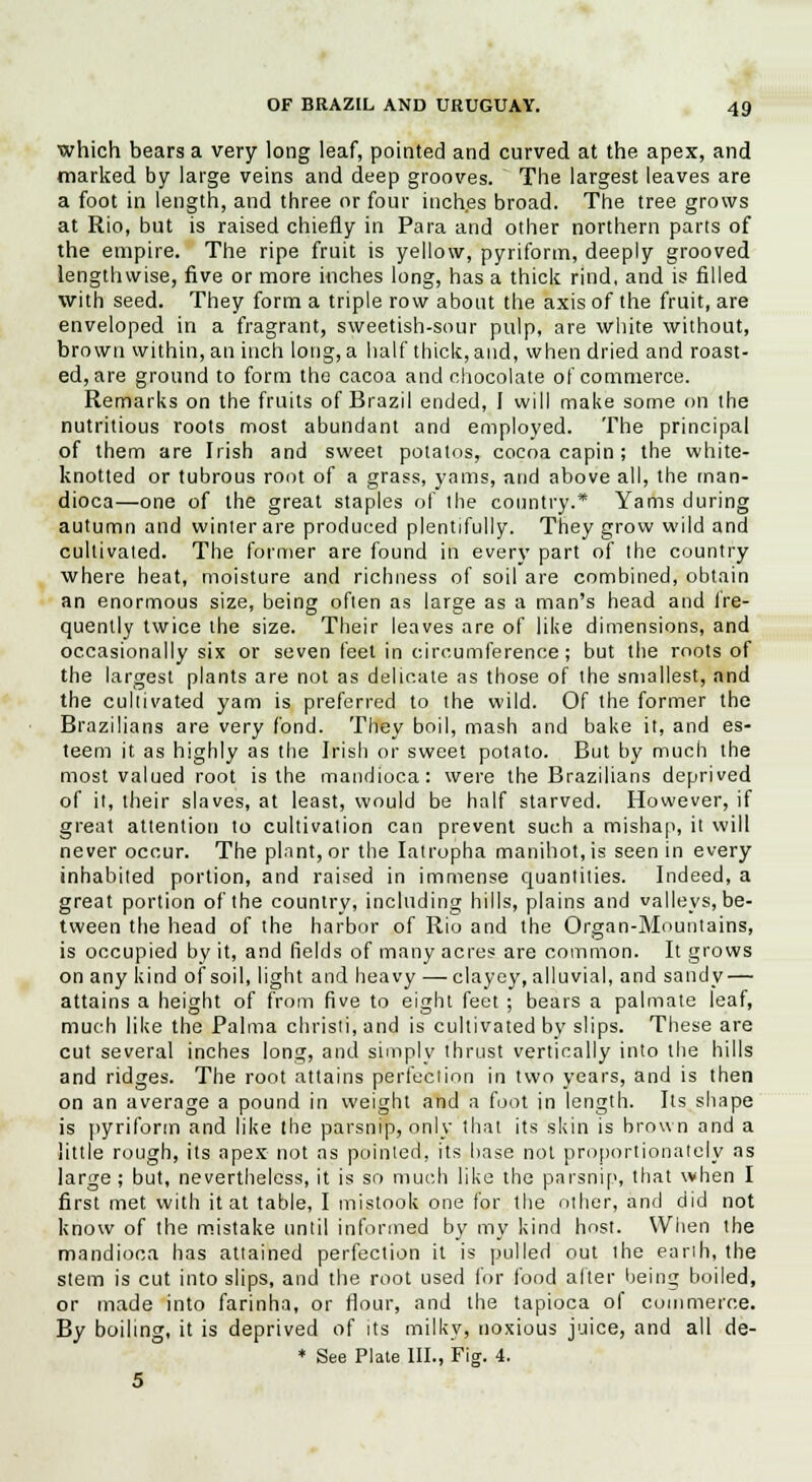 which bears a very long leaf, pointed and curved at the apex, and marked by large veins and deep grooves. The largest leaves are a foot in length, and three or four inches broad. The tree grows at Rio, but is raised chiefly in Para and other northern parts of the empire. The ripe fruit is yellow, pyriform, deeply grooved lengthwise, five or more inches long, has a thick rind, and is filled with seed. They form a triple row about the axis of the fruit, are enveloped in a fragrant, sweetish-sour pulp, are white without, brown within, an inch long, a half thick, and, when dried and roast- ed, are ground to form the cacoa and chocolate of commerce. Remarks on the fruits of Brazil ended, I will make some on the nutritious roots most abundant and employed. The principal of them are Irish and sweet potatos, cocoa capin; the white- knotted or tubrous root of a grass, yams, and above all, the man- dioca—one of the great staples of the country.* Yams during autumn and winter are produced plentifully. They grow wild and cultivated. The former are found in every part of the country where heat, moisture and richness of soil are combined, obtain an enormous size, being often as large as a man's head and lre- quently twice the size. Their leaves are of like dimensions, and occasionally six or seven feet in circumference; but the roots of the largest plants are not as delicate as those of the smallest, and the cultivated yam is preferred to the wild. Of the former the Brazilians are very fond. They boil, mash and bake it, and es- teem it as highly as the Irish or sweet potato. But by much the most valued root is the mandioca: were the Brazilians deprived of it, their slaves, at least, would be half starved. However, if great attention to cultivation can prevent such a mishap, it will never occur. The plant, or the Iatropha manihot.is seen in every inhabited portion, and raised in immense quantities. Indeed, a great portion of the country, including hills, plains and valleys, be- tween the head of the harbor of Rio and the Organ-Mountains, is occupied by it, and fields of many acres are common. It grows on any kind of soil, light and heavy — clayey, alluvial, and sandy — attains a height of from five to eight feet ; bears a palmate leaf, much like the Palma christi, and is cultivated by slips. These are cut several inches long, and simply thrust vertically into the hills and ridges. The root attains perfection in two years, and is then on an average a pound in weight and a foot in length. Its shape is pyriform and like the parsnip, only that its skin is brown and a little rough, its apex not as pointed, its base not proportionately as large ; but, nevertheless, it is so much like the parsnip, that when I first met with it at table, I mistook one for the other, and did not know of the mistake until informed by my kind host. When the mandioca has attained perfection it is pulled out the earth, the stem is cut into slips, and the root used for food after being boiled, or made into farinha, or flour, and the tapioca of commerce. By boiling, it is deprived of its milky, noxious juice, and all de- * See Plate III., Fig. 4. 5