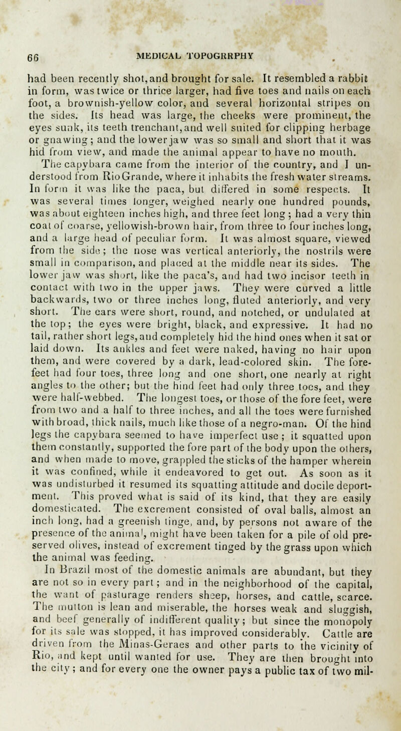 had been recently shot,and brought for sale. It resembled a rabbit in form, was twice or thrice larger, had five toes and nails on each foot, a brownish-yellow color, and several horizontal stripes on the sides. Its head was large, the cheeks were prominent, the eyes sunk, its teeth trenchant,and well suited for clipping herbage or gnawing; and the lower jaw was so small and short that it was hid from view, and made the animal appear to have no mouth. Thecapybara came from the interior of the country, and I un- derstood from RioGrande, where it inhabits the fresh water streams. In form it was like the paca, but differed in some respects. It was several times longer, weighed nearly one hundred pounds, was about eighteen inches high, and three feet long ; had a very thin coat of coarse, yellowish-brown hair, from three to four inches long, and a large head of peculiar form. It was almost square, viewed from the side; the nose was vertical anteriorly, the nostrils were small in comparison, and placed at the middle near its sides. The lower jaw was short, like the paca's, and had two incisor teeth in contact with two in the upper jaws. They were curved a little backwards, two or three inches long, fluted anteriorly, and very short. The ears were short, round, and notched, or undulated at the top; the eyes were bright, black, and expressive. It had no tail, rather short legs,aud completely hid the hind ones when it sat or laid down. Its ankles and feet were naked, having no hair upon them, and were covered by a dark, lead-colored skin. The fore- feet had four toes, three long and one short, one nearly at right angles to the other; but the hind feet had only three toes, and they were half-webbed. The longest toes, or those of the fore feet, were from two and a half to three inches, and all the toes were furnished with broad, thick nails, much like those of a negro-man. Of the hind legs the capybara seemed to have imperfect use ; it squatted upon them constantly, supported the fore part of ihe body upon the olhers, and when made to move, grappled the sticks of the hamper wherein it was confined, while it endeavored to get out. As soon as it was undisturbed it resumed its squatting attitude and docile deport- ment. This proved what is said of its kind, that they are easily domesticated. The excrement consisted of oval balls, almost an inch long, had a greenish tinge, and, by persons not aware of the presence of the animal, might have been taken for a pile of old pre- served olives, instead of excrement tinged by the grass upon which the animal was feeding. In Brazil most of the domestic animals are abundant, but they are not so in every part; and in the neighborhood of the capital, the want of pasturage renders sheep, horses, and cattle, scarce. The mutton is lean and miserable, the horses weak and sluttish, and beef generally of indifferent quality; but since the monopoly for its sale was stopped, it has improved considerably. Cattle are driven from the Minas-Geraes and other parts to the vicinity of Rio, and kept until wanted for use. They are then brought into the city ; and for every one the owner pays a public tax of two mil-