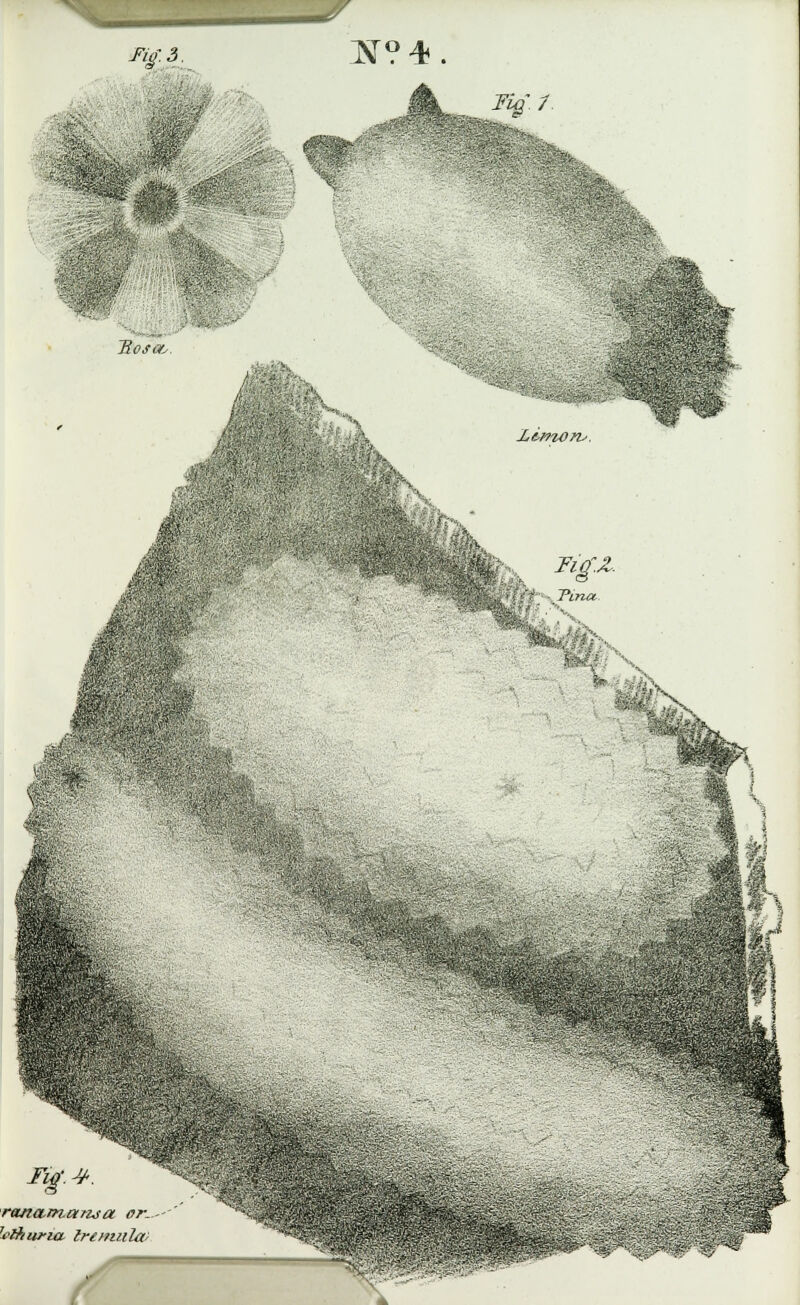 f.3. ~N?4 -t^ I Tlosofs. >:-::s:}. Lemons. : i m, -■'■ ■ jng. 4. romamanja or--' ^ihuria Iremula; \ v'i--. Fig.Z. 'i--, Tina gpS®^ 3f - 'vSS*'