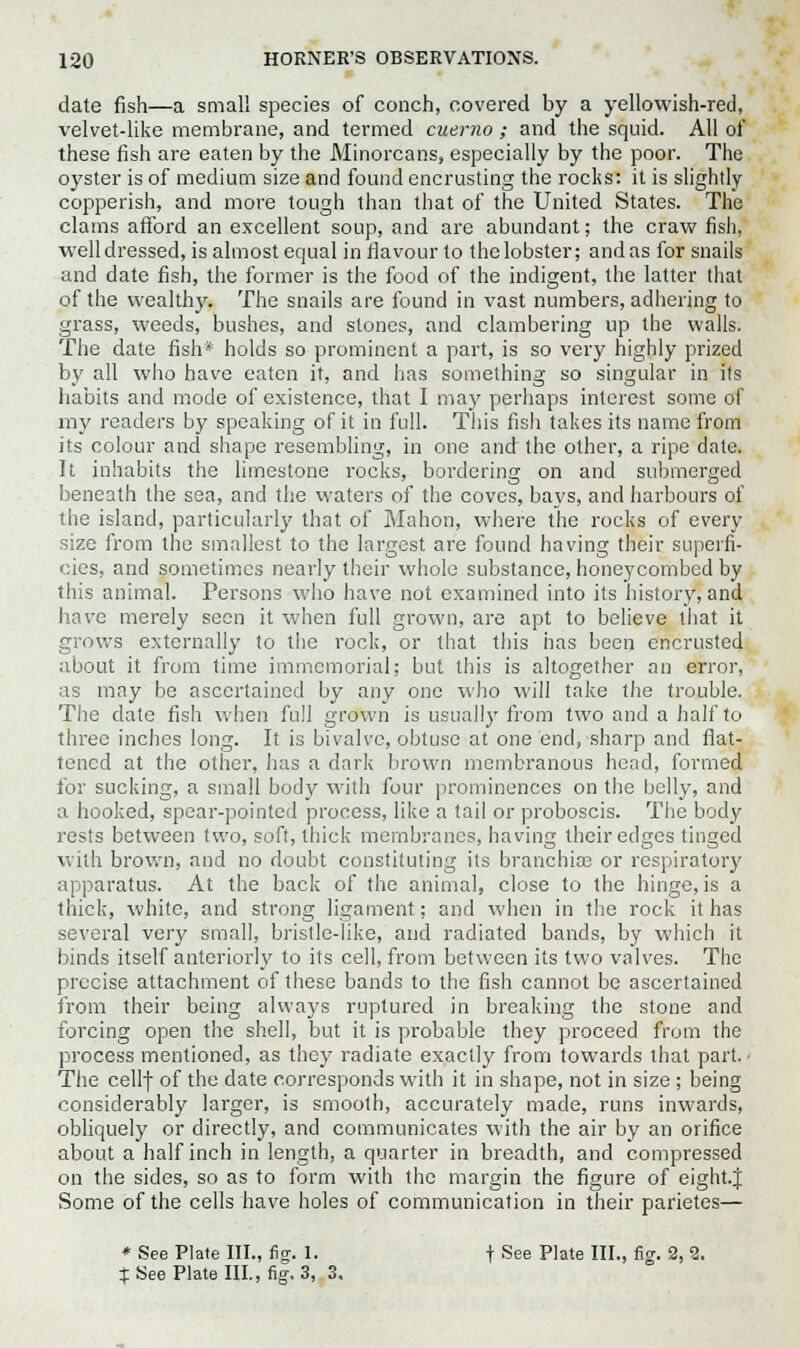 date fish—a small species of conch, covered by a yellowish-red, velvet-like membrane, and termed cuerno ; and the squid. All of these fish are eaten by the Minorcans, especially by the poor. The oyster is of medium size and found encrusting the rocks: it is slightly copperish, and more tough than that of the United States. The clams afford an excellent soup, and are abundant; the craw fish, well dressed, is almost equal in flavour to the lobster; and as for snails and date fish, the former is the food of the indigent, the latter that of the wealthy. The snails are found in vast numbers, adhering to grass, weeds, bushes, and stones, and clambering up the walls. The date fish* holds so prominent a part, is so very highly prized by all who have eaten it, and has something so singular in its habits and mode of existence, that I may perhaps interest some of my readers by speaking of it in full. This fish takes its name from its colour and shape resembling, in one and the other, a ripe date. It inhabits the limestone rocks, bordering on and submerged beneath the sea, and the waters of the coves, bays, and harbours of the island, particularly that of Mahon, where the rocks of every size from the smallest to the largest are found having their superfi- cies, and sometimes nearly their whole substance, honeycombed by this animal. Persons who have not examined into its history, and have merely seen it when full grown, are apt to believe that it grows externally to the rock, or that this has been encrusted about it from time immemorial; but this is altogether an error, as may be ascertained by any one who will take the trouble. The date fish when full grown is usually from two and a half to three inches long. It is bivalve, obtuse at one end, sharp and flat- tened at the other, has a dark brown membranous head, formed for sucking, a small body with four prominences on the belly, and a hooked, spear-pointed process, like a tail or proboscis. The body rests between two, soft, thick membranes, having their edges tinged with brown, and no doubt constituting its branchia; or respiratory apparatus. At the back of the animal, close to the hinge, is a thick, white, and strong ligament; and when in the rock it has several very small, bristle-like, and radiated bands, by which it binds itself anteriorly to its cell, from between its two valves. The precise attachment of these bands to the fish cannot be ascertained from their being always ruptured in breaking the stone and forcing open the shell, but it is probable they proceed from the process mentioned, as they radiate exactly from towards that part. • The cellf of the date corresponds with it in shape, not in size ; being considerably larger, is smooth, accurately made, runs inwards, obliquely or directly, and communicates with the air by an orifice about a half inch in length, a quarter in breadth, and compressed on the sides, so as to form with the margin the figure of eight.} Some of the cells have holes of communication in their parietes— * See Plate III., fig. 1. f See Plate III., fig. 2, 2. % See Plate III., fig. 3, 3.