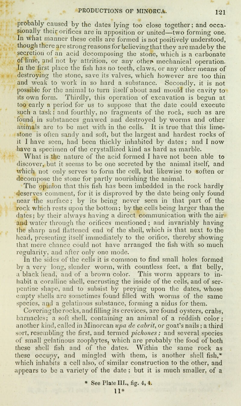 probably caused by the dates lying too close together; and occa- sionally their orifices are in apposition or united—two forming one. In what manner these cells are formed is not positively understood, though there are strong reasons for believing that they are made by the secretion of an acid decomposing the stone, which is a carbonate of lime, and not by attrition, or any othen mechanical operation. In the first place the fish has no teeth, claws, or any other means of destroying the stone, save its valves, which however are too thin and weak to work in so hard a substance. Secondly, it is not possible for the animal to turn itself about and mould the cavity to its own form. Thirdly, this operation of excavation is begun at too early a period for us to suppose that the date could execute such a task: and fourthly, no fragments of the rock, such as are found in substances gnawed and destroyed by worms and other animals are to be met with in the cells. It is true that this lime- stone is often sandy and soft, but the largest and hardest rocks of it I have seen, had been thickly inhabited by dates; and I now have a specimen of the crystallized kind as hard as marble. What is the nature of the acid formed I have not been able to discover, but it seems to be one secreted by the animal itself, and which not only serves to form the cell, but likewise to soften or decompose the stone for partly nourishing the animal. The opinion that this fish has been imbedded in the rock hardly deserves comment, for it is disproved by the date being only found near the surface; by its being never seen in that part of the rock which rests upon the bottom; by the cells being larger than the dates; by their always having a direct communication with the air and water through the orifices mentioned; and invariably having the sharp and llattened end of the shell, which is that next to the head, presenting itself immediately to the orifice, thereby showing that mere chance could not have arranged the fish with so much regularity, and after only one mode. In the sides of the cells it is common to find small holes formed by a very long, slender worm, with countless feet, a flat belly, a black head, and of a brown color. This worm appears to in- habit a coralline shell, encrusting the inside of the cells, and of ser- pentine shape, and to subsist by preying upon the dates, whose empty shells are sometimes found filled with worms of the same species, and a gelatinous substance, forming a nidus for them. Covering the rocks, and filling its crevices, are found oysters, crabs, barnacles; a soft shell, containing an animal of a reddish color; another kind, called in Minorcan upa de cabrit, or goat's nails; a third sort, resembling the first, and termed pichones; and several species of small gelatinous zoophytes, which are probably the food of both these shell fish and of the dates. Within the same rock as these occupy, and mingled with them, is another shell fish,* which inhabits a cell also, of similar construction to the other, and appears to be a variety of the date; but it is much smaller, of a * See Plate III., fig. 4, 4. 11*