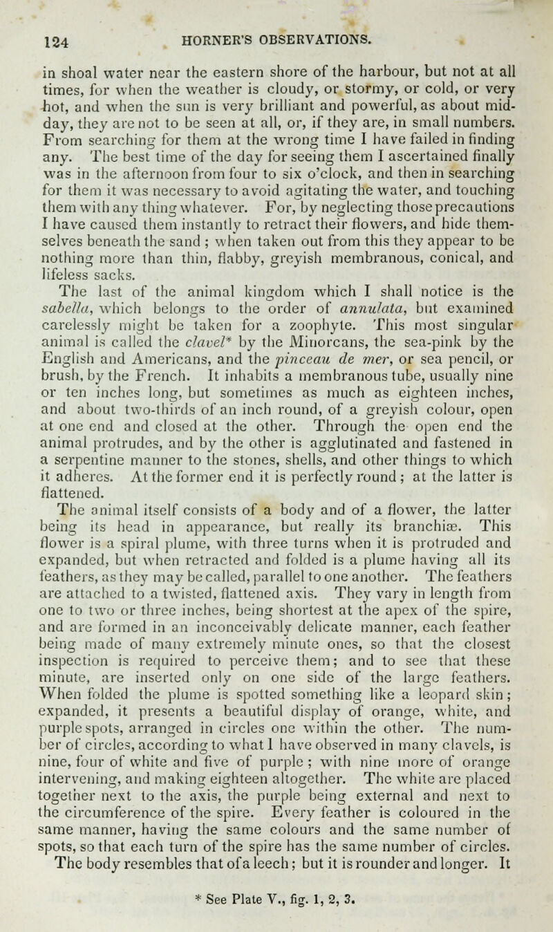 in shoal water near the eastern shore of the harbour, but not at all times, for when the weather is cloudy, or stormy, or cold, or very hot, and when the sun is very brilliant and powerful, as about mid- day, they are not to be seen at all, or, if they are, in small numbers. From searching for them at the wrong time I have failed in finding any. The best lime of the day for seeing them I ascertained finally was in the afternoon from four to six o'clock, and then in searching for them it was necessary to avoid agitating the water, and touching them with any thing whatever. For, by neglecting those precautions I have caused them instantly to retract their flowers, and hide them- selves beneath the sand ; when taken out from this they appear to be nothing more than thin, flabby, greyish membranous, conical, and lifeless sacks. The last of the animal kingdom which I shall notice is the sabella, which belongs to the order of annulata, but examined carelessly might be taken for a zoophyte. This most singular animal is called the clavel* by the Minorcans, the sea-pink by the English and Americans, and the pinceau de mer, or sea pencil, or brush, by the French. It inhabits a membranous tube, usually nine or ten inches long, but sometimes as much as eighteen inches, and about two-thirds of an inch round, of a greyish colour, open at one end and closed at the other. Through the open end the animal protrudes, and by the other is agglutinated and fastened in a serpentine manner to the stones, shells, and other things to which it adheres. At the former end it is perfectly round ; at the latter is flattened. The animal itself consists of a body and of a flower, the latter being its head in appearance, but really its branchiae. This flower is a spiral plume, with three turns when it is protruded and expanded, but when retracted and folded is a plume having all its feathers, as they may be called, parallel to one another. The feathers are attached to a twisted, flattened axis. They vary in length from one to two or three inches, being shortest at the apex of the spire, and are formed in an inconceivably delicate manner, each feather being made of many extremely minute ones, so that the closest inspection is required to perceive them; and to see that these minute, are inserted only on one side of the large feathers. When folded the plume is spotted something like a leopard skin; expanded, it presents a beautiful display of orange, white, and purple spots, arranged in circles one within the other. The num- ber of circles, according to what 1 have observed in many clavcls, is nine, four of white and five of purple; with nine more of orange intervening, and making eighteen altogether. The white are placed together next to the axis, the purple being external and next to the circumference of the spire. Every feather is coloured in the same manner, having the same colours and the same number of spots, so that each turn of the spire has the same number of circles. The body resembles that of a leech; but it is rounder and longer. It