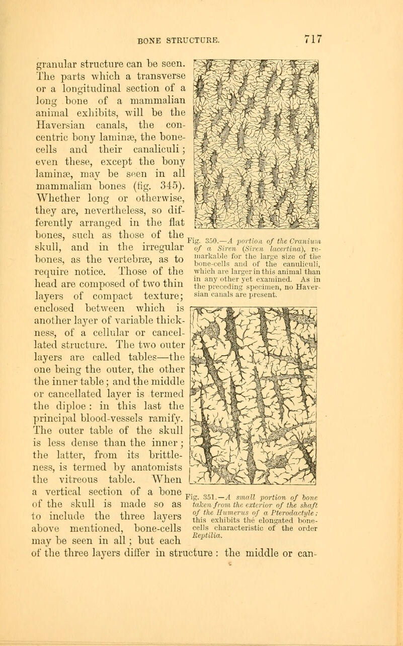17 Fig. 350.—A portion of the Cranium of a Siren (Siren lacertina), re- markable for the large size of the bone-cells and of the canuliculi, which are larger in this animal than in any other yet examined. As in the preceding specimen, no Haver- sian canals are present. granular structure can be seen. The parts which a transverse or a longitudinal section of a long bone of a mammalian animal exliibits, ■will be the Haversian canals, the con- centric bony laniinse, the bone- cells and their canaliculi; even these, except the bony laminae, may be seen in all mammalian bones {tig. 345). Whether long or otherwise, they are, nevertheless, so dif- ferently arranged in the flat bones, such as those of the skull, and in the irregular bones, as the vertebrae, as to require notice. Those of the head are composed of two thin layers of compact texture; enclosed between which is another layer of variable thick- ness, of a cellular or cancel- lated structure. The two outer layers are called tables—the one being the outer, the other the inner table; and the middle or cancellated layer is termed the diploe : in this last the principal blood-vessels ramify. The outer table of the skull is less dense than the inner; the latter, from its brittle- ness, is termed by anatomists the vitreous table. When Uz^ a vertical section of a bone „■ «„ > „ - in- 1 *'S- 351.—yl sinull portion of hone ot the skull IS made so as taken from the exterior of the shaft to inrlnrlp thp thrpp lavpr<5 of the Humerus of a Pterodactyle ; TO mcuiae tue uiiee layeis ^his exhibits the elongated bone- above mentioned, bone-cells cells characteristic of the order T • 11 1 i 1 Reptilia. may be seen m all; but each of the three layers differ in structure : the middle or can-