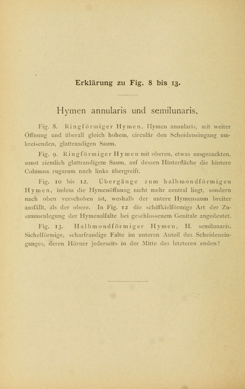 Hymen annularis und semilunaris. Fig. S. Ringförmiger Hymen. Hymen annularis, mit weiter Öffnung und überall gleich hohem, circulär den Scheideneingang um- kreisenden, glattrandigen Saum. Fig. 9. Ringförmiger Hymen mit oberen, etwas ausgezackten, sonst ziemlich glattrandigem Saum, auf dessen Hinterfläche die hintere Columna rugarum nach links übergreift. Fig. 10 bis 12. Übergänge zum halbmondförmigen Hymen, indem die Hymenöffnung nicht mehr central liegt, sondern nach oben verschoben ist, weshalb der untere Hymensaum breiter ausfällt, als der obere. In Fig. 12 die schiffkielförmige Art der Zu- sammenlegung der Hymenalfalte bei geschlossenem Genitale angedeutet. Fig. 13. Halbmondförmiger Hymen, H. semilunaris. Sichelförmige, scharfrandige Falte im unteren Anteil des Scheidenein- ganges, deren Hörner jederseits in der Mitte des letzteren enden !