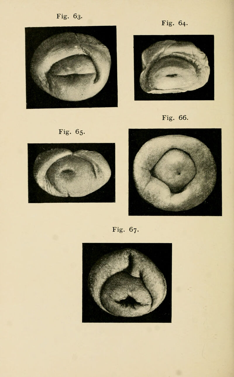 Fig. 64. Fig. 66. Fig. 65 Fig. 67.