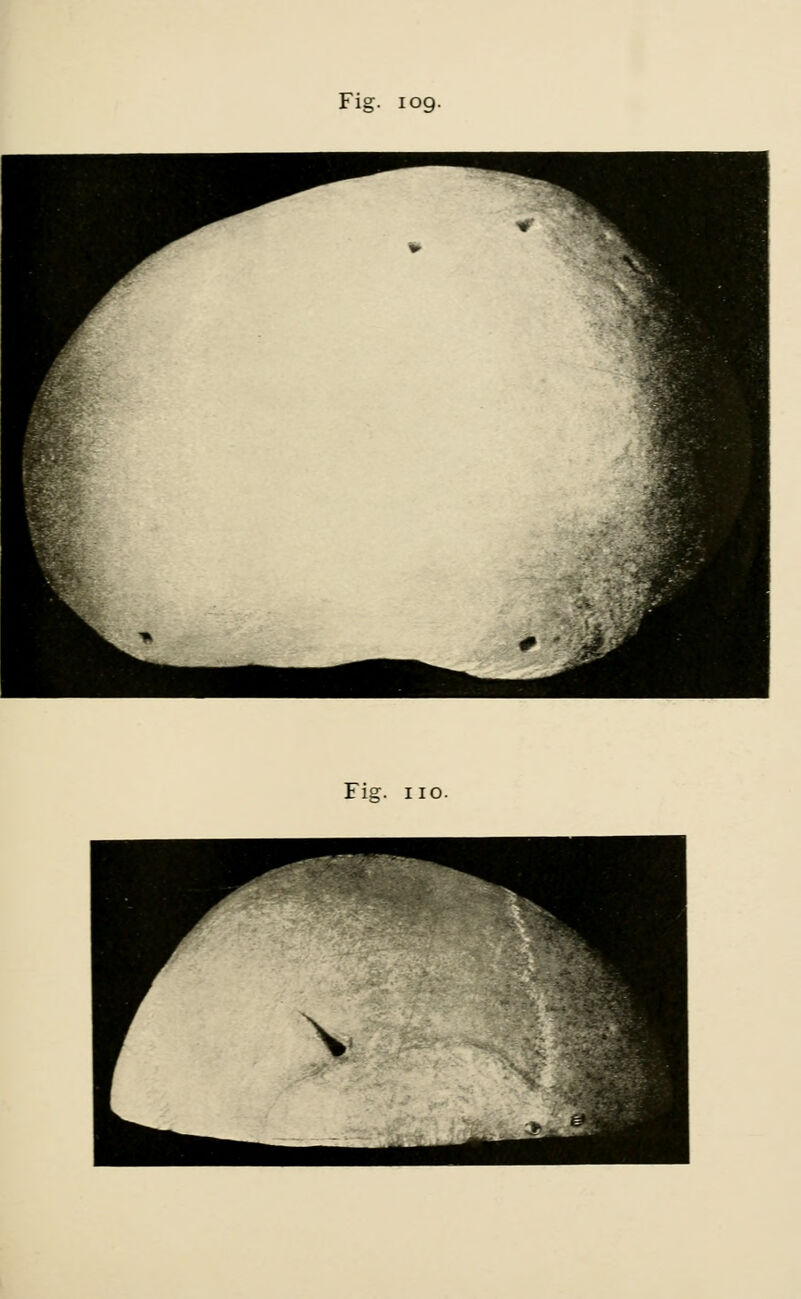 Fig. 110. \