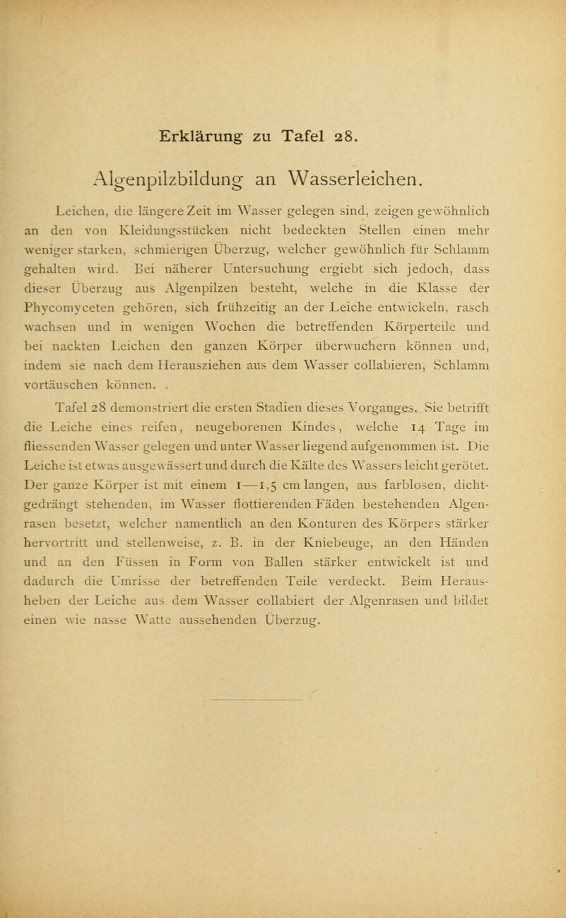 Algenpilzbildung an Wasserleichen. Leichen, die längere Zeit im Wasser gelegen sind, zeigen gewöhnlich an den von Kleidungsstücken nicht bedeckten Stellen einen mehr weniger starken, schmierigen Überzug, welcher gewöhnlich für Schlamm gehalten wird, bei näherer Untersuchung ergiebt sich jedoch, dass dieser L berzug aus Algenpilzen besteht, welche in die Klasse der Phycomyceten gehören, sich frühzeitig an der Leiche entwickeln, rasch wachsen und in wenigen Wochen die betreffenden Körperteile und bei nackten Leichen den ganzen Körper überwuchern können und, indem sie nach dem Herausziehen aus dem Wasser collabieren, Schlamm vortäuschen können. Tafel 28 demonstriert die ersten Stadien dieses Vorganges. Sie betrifft die Leiche eines reifen, neugeborenen Kindes, welche 14 Tage im Len Wasser gelegen und unter Wasser liegend aufgenommen ist. 1 >ie Leiche i>t etwas ausgew ässert und durch die Kälte des Wassers leicht gerötet. Der gaüze Körper ist mit einem 1 —1,5 cm langen, aus farblosen, dicht- gedrängt stehenden, im Wasser flottierenden Fäden bestehenden Algen- rasen besetzt, welcher namentlich an den Konturen des Körpers stärker hervortritt und stellenweise, z. 1!. in der Kniebeuge, an den Händen und an den Füssen in Form von Ballen stärker entwickelt ist und dadurch die Umrisse der betreffenden Teile verdeckt. Beim Heraus- heben der Leiche aus dem Wasser collabiert der Algenrasen und bildet einen wie na»e Watte aussehenden Überzug.