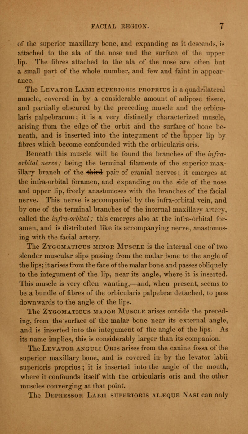of the superior maxillary bono, and expanding as it descends, attached to the ala of the nose and the surface of the upper lip. The fibres attached to the ala of the nose are often but a small part of the whole number, and few and faint in appear- ance. The Levator Larii superioris proprius is a quadrilateral muscle, covered in by a considerable amount of adipose tissue, and partially obscured by the preceding muscle and the orbicu- laris palpebrarum; it is a very distinctly characterized muscle, arising from the edge of the orbit and the surface <>t* bone be- neath, and is inserted into the integument of the npper lip by fibres which become confounded with the orbicularis oris. Beneath this muscle will be found the branches of the infra- orbital nerve; being the terminal filaments of the superior max- illary branch of the third pair of cranial nerves; it emerges at the infra-orbital foramen, and expanding on the side of the nose and upper lip, freely anastomoses with the branches of the facial nerve. This nerve is accompanied by the infra-orbital vein, and by one of the terminal branches of the internal maxillary artery, called the infra-orbital; this emerges also at the infra-orbital for- amen, and is distributed like its accompanying nerve, anastomos- ing with the facial artery. The Zygomaticus minor Muscle is the internal one of two slender muscular slips passing from the malar bone to the angle of the lips; it arises from the face of the malar bone and passes obliquely to the integument of the lip, near its angle, where it is inserted. This muscle is very often wanting,—and, when present, seems to be a bundle of fibres of the orbicularis palpebral detached, to pass downwards to the angle of the lips. The Zygomaticus major Muscle arises outside the preced- ing, from the surface of the malar bone near its external angle, and is inserted into the integument of the angle of the lips. As its name implies, this is considerably larger than its companion. The Levator anguli Oris arises from the canine fossa of the superior maxillary bone, and is covered in by the levator labii superioris proprius ; it is inserted into the angle of the mouth, where it confounds itself with the orbicularis oris and the other muscles converging at that point. The Depressor Labii superioris al.eque Nasi can only