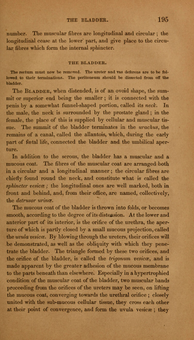 number. The muscular fibres are longitudinal and circular ; the longitudinal cease at the lower part, and give place to the circu- lar fibres which form the internal sphincter. THE BLADDER. The rectum must now be removed. The ureter and vas deferens are to be fol- lowed to their terminations. The peritoneum should be dissected from off the bladder. The Bladder, when distended, is of an ovoid shape, the sum- mit or superior end being the smaller ; it is connected with the penis by a somewhat funnel-shaped portion, called its neck. In the male, the neck is surrounded by the prostate gland ; in the female, the place of this is supplied by cellular and muscular tis- sue. The summit of the bladder terminates in the urachus, the remains of a canal, called the allantois, which, during the early part of foetal life, connected the bladder and the umbilical aper- ture. In addition to the serous, the bladder has a muscular and a mucous coat. The fibres of the muscular coat are arranged both in a circular and a longitudinal manner; the circular fibres are chiefly found round the neck, and constitute what is called the sphincter vesica; the longitudinal ones are well marked, both in front and behind, and, from their office, are named, collectively, the detrusor urina*. The mucous coat of the bladder is thrown into folds, or becomes smooth, according to the degree of its distension. At the lower and anterior part of its interior, is the orifice of the urethra, the aper- ture of which is partly closed by a small mucous projection, called the uvula vesicce. By blowing through the ureters, their orifices will be demonstrated, as well as the obliquity with which they pene- trate the bladder. The triangle formed by these two orifices, and the orifice of the bladder, is called the irigonum vesicae, and is made apparent by the greater adhesion of the mucous membrane to the parts beneath than elsewhere. Especially in a hypertrophied condition of the muscular coat of the bladder, two muscular bands proceeding from the orifices of the ureters may be seen, on lifting the mucous coat, converging towards the urethral orifice ; closely united with the sub-mucous cellular tissue, they cross each other at their point of convergence, and form the uvula vesicae ; they