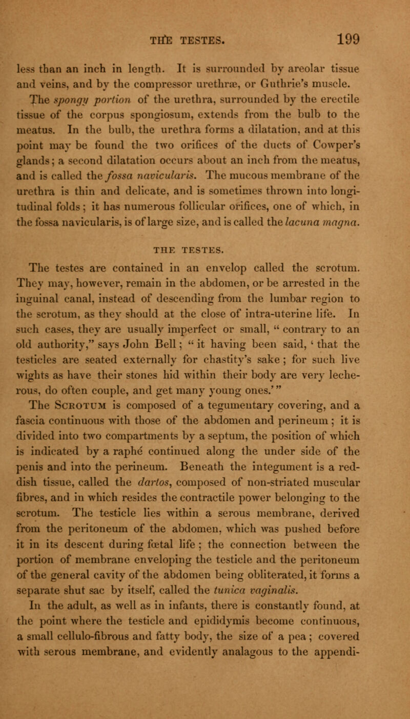 less than an inch in length. It is surrounded by areolar tissue and veins, and by the compressor urethras, or Guthrie's muscle. The spongy portion of the urethra. Burrounded by the erectile of the corpus spongiosum, extends from the bulb to the meatus. In the bulb, the urethra forms a dilatation, and at this point may be found the two orifices of the ducts of Cowper's glands; a second dilatation occurs about an inch from the meatus, and is called the fossa navicularis. The mucous membrane of the urethra is thin and delicate, and is sometimes thrown into longi- tudinal folds ; it has numerous follicular orifices, one of which, in ssa navicularis, is of large size, and is called the lacuna magna. THE TESTES. The testes are contained in an envelop called the scrotum. They may. however, remain in the abdomen, or be arrested in the inguinal canal, instead of descending from the lumbar region to rotum, as they should at the close of intra-uterine life. In such cases, they are usually imperfect or small, contrary to an old authority, says John Bell; it having been said, ' that the testicles are seated externally for chastity's sake ; for such live wights as have their stones hid within their body are very leche- rous, do often couple, and get many young ones.' The Scrotum is composed of a tegumentary covering, and a fascia continuous with those of the abdomen and perineum ; it is divided into two compartments by a septum, the position of which is indicated by a raphe continued along the under side of the penis and into the perineum. Beneath the integument is a red- dish tissue, called the daiios, composed of non-striated muscular fibres, and in which resides the contractile power belonging to the scrotum. The testicle lies within a serous membrane, derived from the peritoneum of the abdomen, which was pushed before it in its descent during foetal life ; the connection between the portion of membrane enveloping the testicle and the peritoneum of the general cavity of the abdomen being obliterated, it forms a separate shut sac by itself, called the tunica vaginalis. In the adult, as well as in infants, there is constantly found, at the point where the testicle and epididymis become continuous, a small cellulo-fibrous and fatty body, the size of a pea ; covered with serous membrane, and evidently analagous to the appendi-