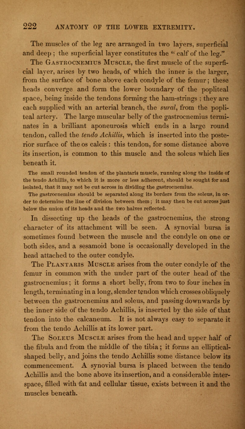 The muscles of the leg are arranged in two layers, superficial and deep ; the superficial layer constitutes the calf of the leg. The Gastrocnemius Muscle, the first muscle of the superfi- cial layer, arises by two heads, of which the inner is the larger, from the surface of bone above each condyle of the femur; these heads converge and form the lower boundary of the popliteal space, being inside the tendons forming the ham-strings : they are each supplied with an arterial branch, the sural, from the popli- teal artery. The large muscular belly of the gastrocnemius termi- nates in a brilliant aponeurosis which ends in a large round tendon, called the tendo Achillis, which is inserted into the poste- rior surface of the os calcis : this tendon, for some distance above its insertion, is common to this muscle and the soleus which lies beneath it. The small rounded tendon of the plantaris muscle, running along the inside of the tendo Achillis, to which it is more or less adherent, should be sought for and isolated, that it may not be cut across in dividing the gastrocnemius. The gastrocnemius should be separated along its borders from the soleus, in or- der to determine the line of division between them ; it may then be cut across just below the union of its heads and the two halves reflected. In dissecting up the heads of the gastrocnemius, the strong character of its attachment will be seen. A synovial bursa is sometimes found between the muscle and the condyle on one or both sides, and a sesamoid bone is occasionally developed in the head attached to the outer condyle. The Plantaris Muscle arises from the outer condyle of the femur in common with the under part of the outer head of the gastrocnemius; it forms a short belly, from two to four inches in length, terminating in a long, slender tendon which crosses obliquely between the gastrocnemius and soleus, and passing downwards by the inner side of the tendo Achillis, is inserted by the side of that tendon into the calcaneum. It is not always easy to separate it from the tendo Achillis at its lower part. The Soleus Muscle arises from the head and upper half of the fibula and from the middle of the tibia; it forms an elliptical- shaped belly, and joins the tendo Achillis some distance below its commencement. A synovial bursa is placed between the tendo Achillis and the bone above its insertion, and a considerable inter- space, filled with fat and cellular tissue, exists between it and the muscles beneath.