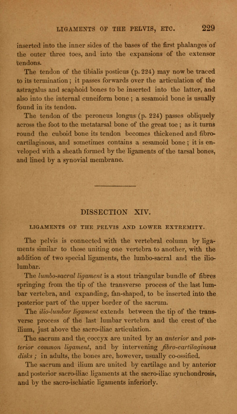 inserted into the inner sides of the bases of the first phalanges of the outer three toes, and into the expansions of the extensor tendons. The tendon of the tibialis posticus (p. 224) may now be traced to its termination; it passes forwards over the articulation of the astragalus and scaphoid bones to be inserted into the latter, and also into the internal cuneiform bone ; a sesamoid bone is usually found in its tendon. The tendon of the peroneus longus (p. 224) passes obliquely across the foot to the metatarsal bone of the great toe ; as it turns round the cuboid bone its tendon becomes thickened and fibro- cartilaginous, and sometimes contains a sesamoid bone; it is en- veloped with a sheath formed by the ligaments of the tarsal bones, and lined by a synovial membrane. DISSECTION XIV. LIGAMENTS OF THE PELVIS AXD LOWER EXTREMITY. The pelvis is connected with the vertebral column by liga- ments similar to those uniting one vertebra to another, with the addition of two special ligaments, the lumbo-sacral and the ilio- lumbar. The lumbo-sacral ligament is a stout triangular bundle of fibres springing from the tip of the transverse process of the last lum- bar vertebra, and expanding, fan-shaped, to be inserted into the posterior part of the upper border of the sacrum. The Mo-lumbar ligament extends between the tip of the trans- verse process of the last lumbar vertebra and the crest of the ilium, just above the sacro-iliac articulation. The sacrum and the coccyx are united by an anterior and pos- terior common ligament, and by intervening Jibro-cartilaginous disks ; in adults, the bones are, however, usually co-ossified. The sacrum and ilium are united by cartilage and by anterior and posterior sacro-iliac ligaments at the sacro-iliac synchondrosis, and by the sacro-ischiatic ligaments inferiorly.