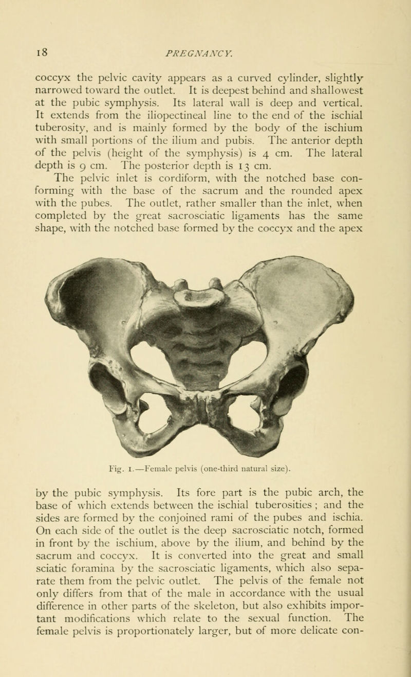 coccyx the pelvic cavity appears as a curved cylinder, slightly narrowed toward the outlet. It is deepest behind and shallowest at the pubic symphysis. Its lateral wall is deep and vertical. It extends from the iliopectineal line to the end of the ischial tuberosity, and is mainly formed by the body of the ischium with small portions of the ilium and pubis. The anterior depth of the pelvis (height of the symphysis) is 4 cm. The lateral depth is 9 cm. The posterior depth is 13 cm. The pelvic inlet is cordiform, with the notched base con- forming with the base of the sacrum and the rounded apex with the pubes. The outlet, rather smaller than the inlet, when completed by the great sacrosciatic ligaments has the same shape, with the notched base formed by the coccyx and the apex Fig. I.—Female pelvis (one-third natural size). by the pubic symphysis. Its fore part is the pubic arch, the base of which extends between the ischial tuberosities ; and the sides are formed by the conjoined rami of the pubes and ischia. On each side of the outlet is the deep sacrosciatic notch, formed in front by the ischium, above by the ilium, and behind by the sacrum and coccyx. It is converted into the great and small sciatic foramina by the sacrosciatic ligaments, which also sepa- rate them from the pelvic outlet. The pelvis of the female not only differs from that of the male in accordance with the usual difference in other parts of the skeleton, but also exhibits impor- tant modifications which relate to the sexual function. The female pelvis is proportionately larger, but of more delicate con-