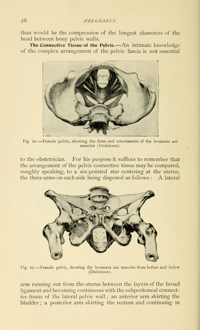 than would be the compression of the longest diameters of the head between bony pelvic walls. The Connective Tissue of the Pelvis.—An intimate knowledge of the complex arrangement of the pelvic fascia is not essential Fig. io.—Female pelvis, showing the form and attachments of the levatores ani muscles (Dickinson). to the obstetrician. For his purpose it suffices to remember that the arrangement of the pelvic connective tissue may be compared, roughly speaking, to a six-pointed star centering at the uterus, the three arms on each side being disposed as follows : A lateral w*m^(a Fig. ii.—Female pelvis, showing the levatores ani muscles from before and below (Dickinson). arm running out from the uterus between the layers of the broad ligament and becoming continuous with the subperitoneal connect- ive tissue of the lateral pelvic wall ; an anterior arm skirting the bladder ; a posterior arm skirting the rectum and continuing in