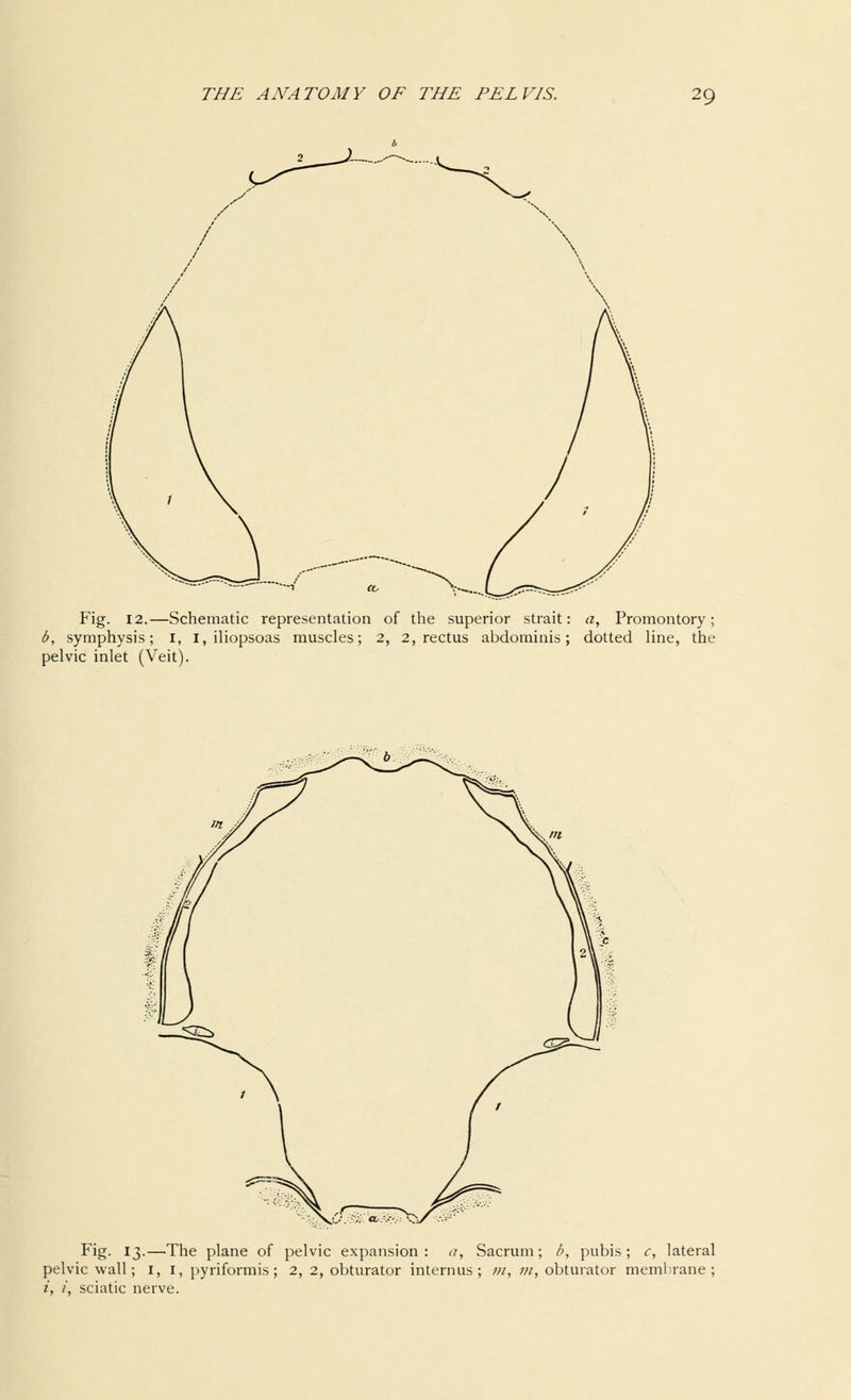 Fig. 12.—Schematic representation of the superior strait: a, Promontory; b, symphysis; I, I, iliopsoas muscles; 2, 2, rectus abdominis; dotted line, the pelvic inlet (Veit). Fig. 13.—The plane of pelvic expansion: a, Sacrum; b, pubis; c, lateral pelvic wall; I, 1, pyriformis; 2, 2, obturator internus ; m, m, obturator membrane; i, t, sciatic nerve.