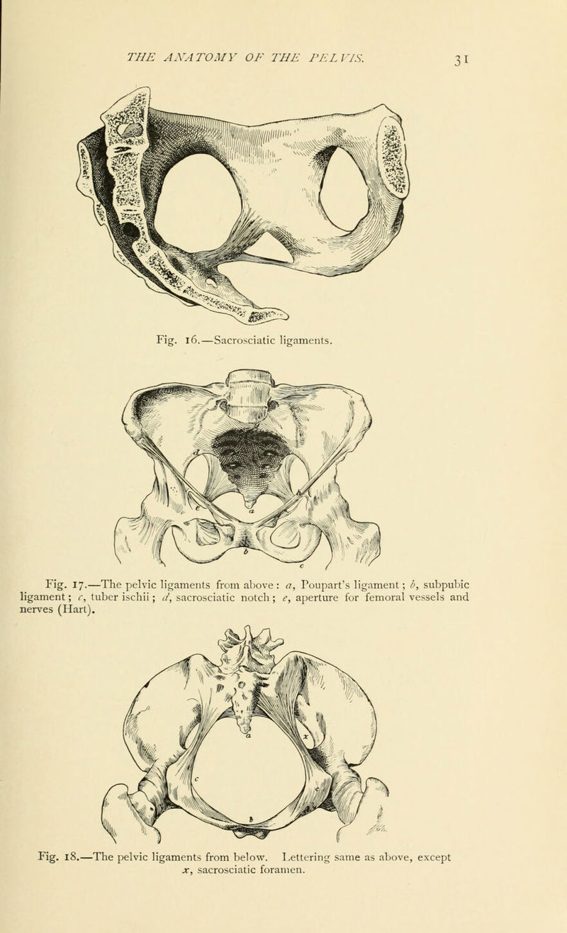 Fig. 16.—Sacrosciatic ligaments. Fig. 17.—The pelvic ligaments from above: a, Poupart's ligament; b, subpubic ligament; c, tuber ischii; J, sacrosciatic notch; e, aperture for femoral vessels and nerves (Hart). Fig. 18.—The pelvic ligaments from below. Fettering same as above, except x, sacrosciatic foramen.
