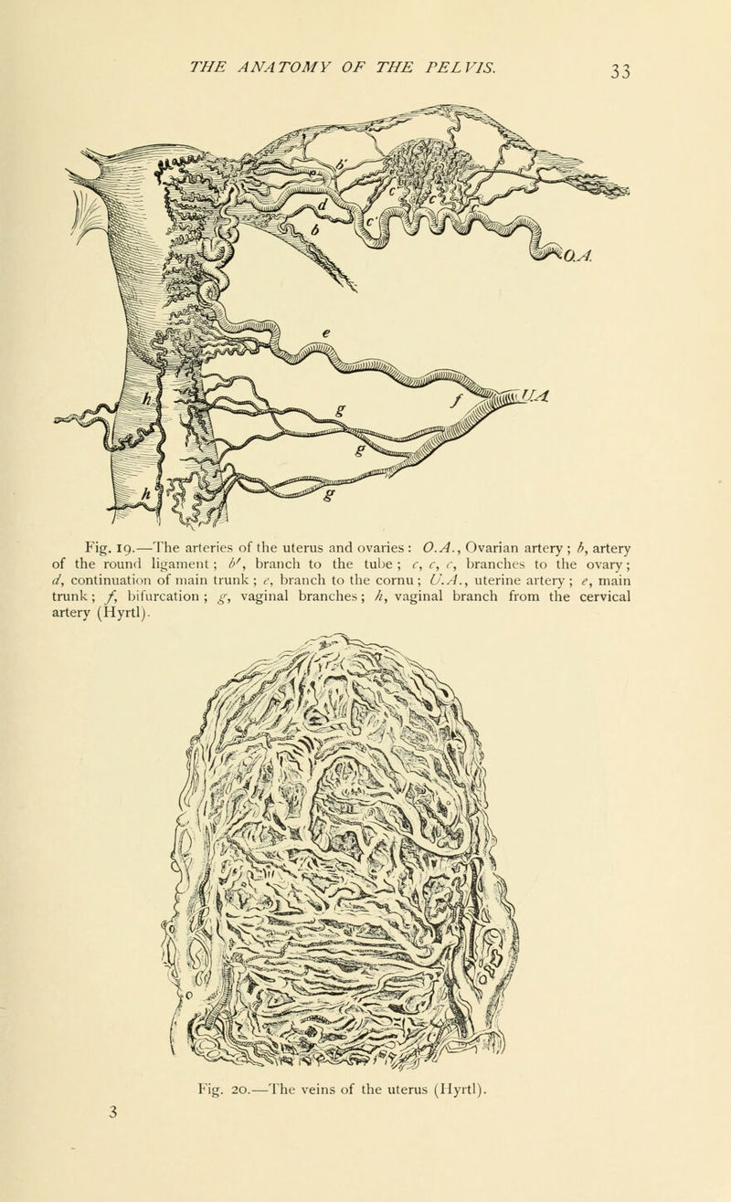 &*&■ Fig. 19.—The arteries of the uterus and ovaries : O.A., Ovarian artery ; b, artery of the round ligament; b'', branch to the tube ; c, c, c, branches to the ovary; d, continuation of main trunk; e, branch to the cornu; U.A., uterine artery; e, main trunk; f, bifurcation; g, vaginal branches; k, vaginal branch from the cervical artery (Hyrtl). r&Km Fig. 20.—The veins of the uterus (Hyrtl).