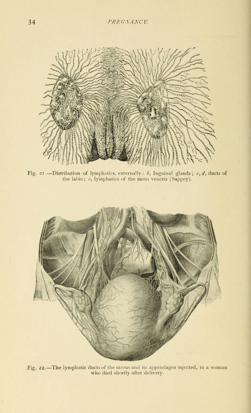 Fig. 21.—Distribution of lymphatics, externally: b, Inguinal glands; c, d, ducts of the labia; e, lymphatics of the mons veneris (Sappey). Fig. 22.—The lymphatic ducts of the uterus and its appendages injected, in a woman who died shortly after delivery.