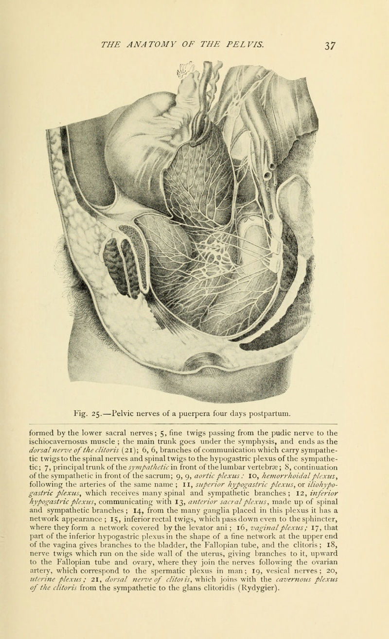 Fig. 25.—Pelvic nerves of a puerpera four days postpartum. formed by the lower sacral nerves; 5, fine twigs passing from the pudic nerve to the ischiocavernosus muscle ; the main trunk goes under the symphysis, and ends as the dorsal nerve of the clitoris (21); 6, 6, branches of communication which carry sympathe- tic twigs to the spinal nerves and spinal twigs to the hypogastric plexus of the sympathe- tic ; 7, principal trunk of the sympathetic in front of the lumbar vertebrae; 8, continuation of the sympathetic in front of the sacrum; 9, 9, aortic plexus : IO, hemorrhoidal plexusy following the arteries of the same name ; II, superior hypogastric plexus, or iliohypo- gastric plexus, which receives many spinal and sympathetic branches; 12, inferior hypogastric plexus, communicating with 13, anterior sacral plexus, made up of spinal and sympathetic branches ; 14, from the many ganglia placed in this plexus it has a network appearance ; 15, inferior rectal twigs, which pass down even to the sphincter, where they form a network covered by the levator ani; 16, vaginal plexus; 17, that part of the inferior hypogastric plexus in the shape of a fine network at the upper end of the vagina gives branches to the bladder, the Fallopian tube, and the clitoris ; 18, nerve twigs which run on the side wall of the uterus, giving branches to it, upward to the Fallopian tube and ovary, where they join the nerves following the ovarian artery, which correspond to the spermatic plexus in man; 19, vesical nerves; 20, uterine plexus; 21, dorsal nerve of clitoi is, *wh\ch joins with the cavernous plexus of the clitoris from the sympathetic to the glans clitoridis (Rydygier).