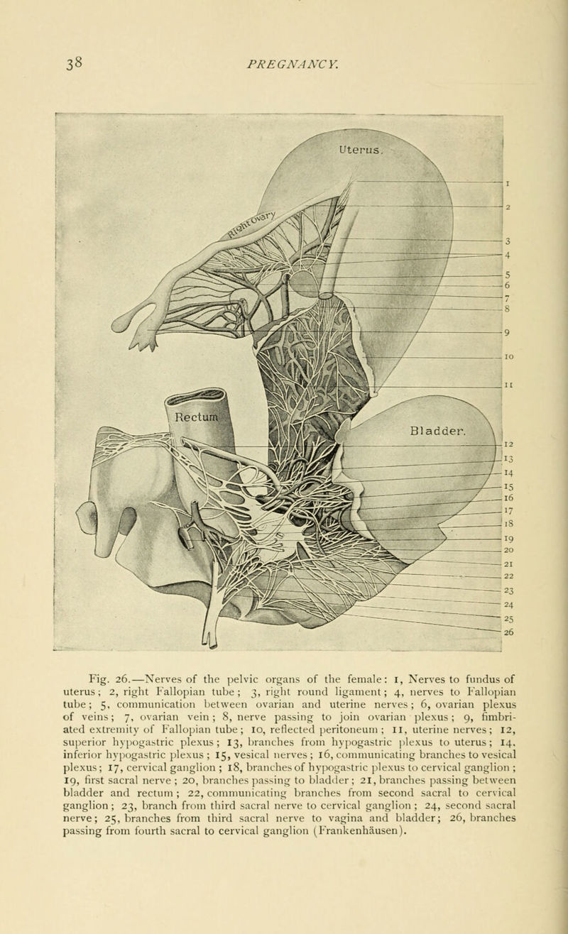 Uterus. ixE Fig. 26.—Nerves of the pelvic organs of the female: I, Nerves to fundus of uterus; 2, right Fallopian tube; 3, right round ligament; 4, nerves to Fallopian tube; 5, communication between ovarian and uterine nerves; 6, ovarian plexus of veins; 7, ovarian vein; 8, nerve passing to join ovarian plexus; 9, fimbri- ated extremity of Fallopian tube ; 10, reflected peritoneum ; 11, uterine nerves; 12, superior hypogastric plexus; 13, branches from hypogastric plexus to uterus ; 14. inferior hypogastric plexus; 15, vesical nerves; 16, communicating branches to vesical plexus; 17, cervical ganglion ; 18, branches of hypogastric plexus to cervical ganglion ; 19, first sacral nerve ; 20, branches passing to bladder; 21, branches passing between bladder and rectum ; 22, communicating branches from second sacral to cervical ganglion; 23, branch from third sacral nerve to cervical ganglion ; 24, second sacral nerve; 25, branches from third sacral nerve to vagina and bladder; 26, branches passing from fourth sacral to cervical ganglion (Frankenhausen).