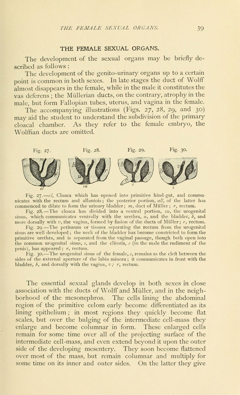 THE FEMALE SEXUAL ORGANS. The development of the sexual organs may be briefly de- scribed as follows : The development of the genito-urinary organs up to a certain point is common in both sexes. In late stages the duct of Wolff almost disappears in the female, while in the male it constitutes the vas deferens ; the Mullerian ducts, on the contrary, atrophy in the male, but form Fallopian tubes, uterus, and vagina in the female. The accompanying illustrations (Figs. 27, 28, 29, and 30) may aid the student to understand the subdivision of the primary cloacal chamber. As they refer to the female embryo, the Wolffian ducts are omitted. Fig. 27. Fig. 28. Fig. 29. Fig. 30. Fig. 27.—cl, Cloaca which has opened into primitive hind-gut, and commu- nicates with the rectum and allantois; the posterior portion, all, of the latter has commenced to dilate to form the urinary bladder; m, duct of Miiller ; r, rectum. Fig. 28.—The cloaca has divided into a ventral portion, sn, the urogenital sinus, which communicates ventrally with the urethra, it, and the bladder, b, and more dorsally with v, the vagina, formed by fusion of the ducts of Miiller; r, rectum. Fig. 29.—The perineum or tissues separating the rectum from the urogenital sinus are well developed ; the neck of the bladder has become constricted to form the primitive urethra, and is separated from the vaginal passage, though both open into the common urogenital sinus, s, and the clitoris, c (in the male the rudiment of the penis), has appeared; r, rectum. Fig. 30.—The urogenital sinus of the female, s, remains as the cleft between the sides of the external aperture of the labia minora; it communicates in front with the bladder, b, and dorsally with the vagina, v; r, rectum. The essential sexual glands develop in both sexes in close association with the ducts of Wolff and Miiller, and in the neigh- borhood of the mesonephros. The cells lining the abdominal region of the primitive celom early become differentiated as its lining epithelium ; in most regions they quickly become flat scales, but over the bulging of the intermediate cell-mass they enlarge and become columnar in form. These enlarged cells remain for some time over all of the projecting surface of the intermediate cell-mass, and even extend beyond it upon the outer side of the developing mesentery. They soon become flattened over most of the mass, but remain columnar and multiply for some time on its inner and outer sides. On the latter they give