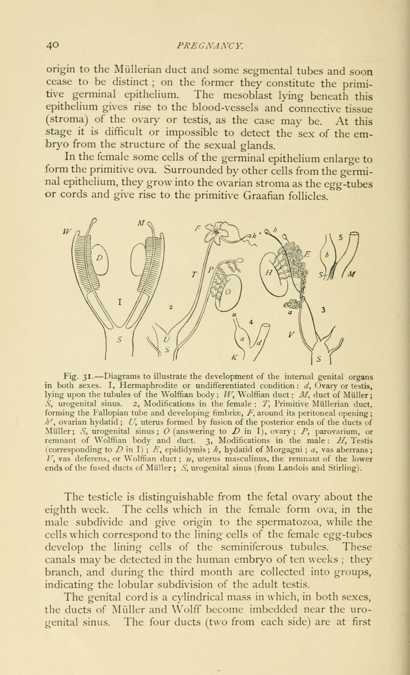 origin to the Miillerian duct and some segmental tubes and soon cease to be distinct ; on the former they constitute the primi- tive germinal epithelium. The mesoblast lying beneath this epithelium gives rise to the blood-vessels and connective tissue (stroma) of the ovary or testis, as the case may be. At this stage it is difficult or impossible to detect the sex of the em- bryo from the structure of the sexual glands. In the female some cells of the germinal epithelium enlarge to form the primitive ova. Surrounded by other cells from the germi- nal epithelium, they grow into the ovarian stroma as the egg-tubes or cords and give rise to the primitive Graafian follicles. Fig. 31.—Diagrams to illustrate the development of the internal genital organs in both sexes. I, Hermaphrodite or undifferentiated condition : d, Ovary or testis, lying upon the tubules of the Wolffian body ; IF, Wolffian duct; M, duct of Miiller; S, urogenital sinus. 2, Modifications in the female : T, Primitive Miillerian duct, forming the Fallopian tube and developing fimbriae, P\ around its peritoneal opening; //', ovarian hydatid; U, uterus formed by fusion of the posterior ends of the ducts of Miiller; S, urogenital sinus; O (answering to D in I), ovary; P, parovarium, or remnant of Wolffian body and duct. 3, Modifications in the male : H, Testis (corresponding to D in I) ; P, epididymis ; //, hydatid of Morgagni ; a, vas aberrans ; V, vas deferens, or Wolffian duct; m, uterus masculinus, the remnant of the lower ends of the fused ducts of Miiller ; S, urogenital sinus (from Landois and Stirling). The testicle is distinguishable from the fetal ovary about the eighth week. The cells which in the female form ova, in the male subdivide and give origin to the spermatozoa, while the cells which correspond to the lining cells of the female egg-tubes develop the lining cells of the seminiferous tubules. These canals may be detected in the human embryo of ten weeks ; they branch, and during the third month are collected into groups, indicating the lobular subdivision of the adult testis. The genital cord is a cylindrical mass in which, in both sexes, the ducts of Miiller and Wolff become imbedded near the uro- genital sinus. The four ducts (two from each side) are at first