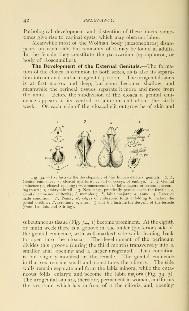 Pathological development and distention of these ducts some- times give rise to vaginal cysts, which may obstruct labor. Meanwhile most of the Wolffian body (mesonephros) disap- pears on each side, but remnants of it may be found in adults. In the female they constitute the parovarium (epoophoron, or body of Rosenmuller). The Development of the External Genitals.—The forma- tion of the cloaca is common to both sexes, as is also its separa- tion into an anal and a urogenital portion. The urogenital sinus is at first narrow and deep, but soon becomes shallow, and meanwhile the perineal tissues separate it more and more from the anus. Before the subdivision of the cloaca a genital emi- nence appears at its ventral or anterior end about the sixth week. On each side of the cloacal slit outgrowths of skin and Fig. 34.—To illustrate the development of the human external genitals: I. A, Genital eminence ; r, cloacal aperture; s, tail or coccyx of embryo. 2. //, Genital eminence ; r, cloacal opening ingtosex; s, embryonic tail. Genital eminence (clitoris) ; male condition : P, Penis ; penial urethra ; .9, scrotum ; (from Landois and Stirling). v, commencement of labia majora or scrotum, accord- 3. Next stage, practically permanent in the female ; c, /, nymphae ; Z, labia majora; a, anus. 4. Later or P, edges of embryonic folds enfolding to inclose the a, anus. 5 and 6 illustrate the descent of the testicle subcutaneous tissue (Fig. 34, 1) become prominent. At the eighth or ninth week there is a groove in the under (posterior) side of the genital eminence, with well-marked side-walls leading back to open into the cloaca. The development of the perineum divides this groove (during the third month) transversely into a smaller anal opening and a larger urogenital. This condition is but slightly modified in the female. The genital eminence in that sex remains small and constitutes the clitoris. The side walls remain separate and form the labia minora, while the cuta- neous folds enlarge and become the labia majora (Fig. 34, 3). The urogenital sinus is, therefore, permanent in woman, and forms the vestibule, which has in front of it the clitoris, and, opening