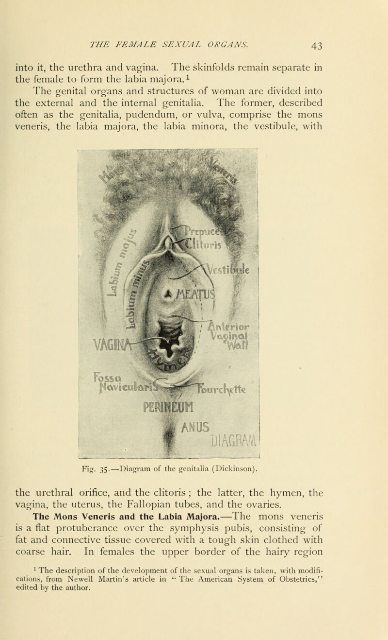 into it, the urethra and vagina. The skinfolds remain separate in the female to form the labia majora. * The genital organs and structures of woman are divided into the external and the internal genitalia. The former, described often as the genitalia, pudendum, or vulva, comprise the mons veneris, the labia majora, the labia minora, the vestibule, with * JUS JT l OPsS* ■ PERII|bUii ; eft* jk ANUS_ ^ i Fig. 35.—Diagram of the genitalia (Dickinson). the urethral orifice, and the clitoris ; the latter, the hymen, the vagina, the uterus, the Fallopian tubes, and the ovaries. The Mons Veneris and the Labia Majora.—The mons veneris is a flat protuberance over the symphysis pubis, consisting of fat and connective tissue covered with a tough skin clothed with coarse hair. In females the upper border of the hairy region 1 The description of the development of the sexual organs is taken, with modifi- cations, from Newell Martin's article in  The American System of Obstetrics, edited by the author.