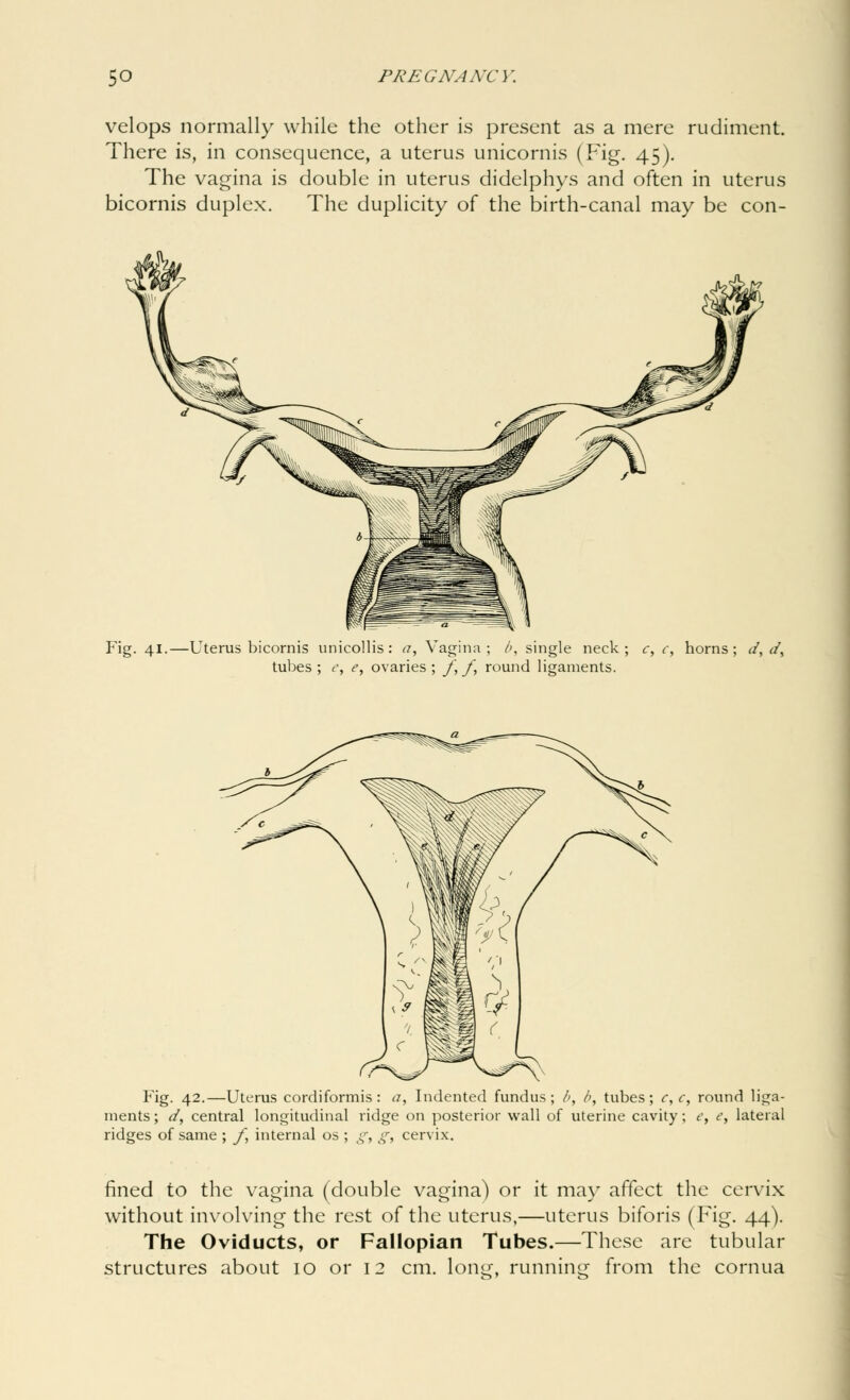 velops normally while the other is present as a mere rudiment. There is, in consequence, a uterus unicornis (Fig. 45). The vagina is double in uterus didelphys and often in uterus bicornis duplex. The duplicity of the birth-canal may be con- Fig. 41.—Uterus bicornis unicollis : a, Vagina; />, single neck; c, c, horns; d, </, tubes ; e, e, ovaries ; f,f, round ligaments. Fig. 42.—Uterus cordiformis : a, Indented fundus; />, />, tubes; c, c, round liga- ments ; d, central longitudinal ridge on posterior wall of uterine cavity; e, e, lateral ridges of same ; f, internal os ; g, g, cervix. fined to the vagina (double vagina) or it may affect the cervix without involving the rest of the uterus,—uterus biforis (Fig. 44). The Oviducts, or Fallopian Tubes.—These are tubular structures about 10 or 12 cm. lone, running from the cornua