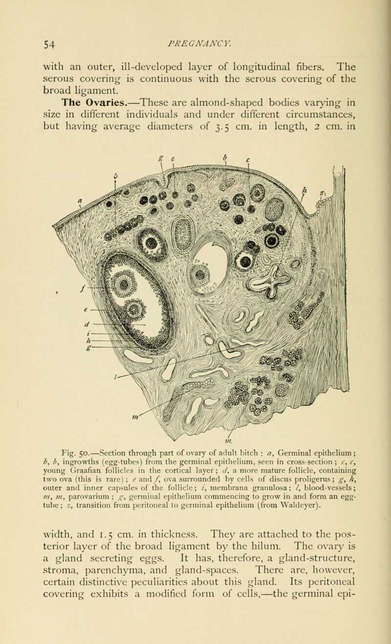 with an outer, ill-developed layer of longitudinal fibers. The serous covering is continuous with the serous covering of the broad ligament. The Ovaries.—These are almond-shaped bodies varying in size in different individuals and under different circumstances, but having average diameters of 3.5 cm. in length, 2 cm. in Fig. 50.—Section through part of ovary of adult bitch : a, Germinal epithelium ; b, b, ingrowths (egg-tubes) from the germinal epithelium, seen in cross-section ; c, c, young Graafian follicles in the cortical layer ; J, a more mature follicle, containing two ova (this is rare); e and /, ova surrounded by cells of discus proligerus; g, h, outer and inner capsules of the follicle; /, membrana granulosa; /, blood-vessels; ?//, ;;/, parovarium ; g, germinal epithelium commencing to grow in and form an egg- tube; z, transition from peritoneal to germinal epithelium (from Waldeyer). width, and 1.5 cm. in thickness. They are attached to the pos- terior layer of the broad ligament by the hilum. The ovary is a gland secreting eggs. It has, therefore, a gland-structure, stroma, parenchyma, and gland-spaces. There are, however, certain distinctive peculiarities about this gland. Its peritoneal covering exhibits a modified form of cells,—the germinal epi-