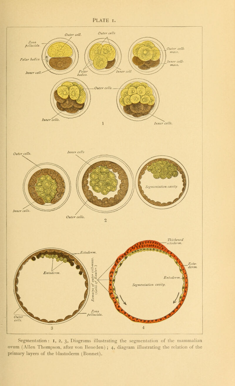 PLATE I, Outer cells Inner cells Inner cells Inner cells. Oute cells Segmentation : I, 2, 3, Diagrams illustrating the segmentation of the mammalian ovum (Allen Thompson, after von Reneden) ; 4, diagram illustrating the relation of the primary layers of the blastoderm (Bonnet).