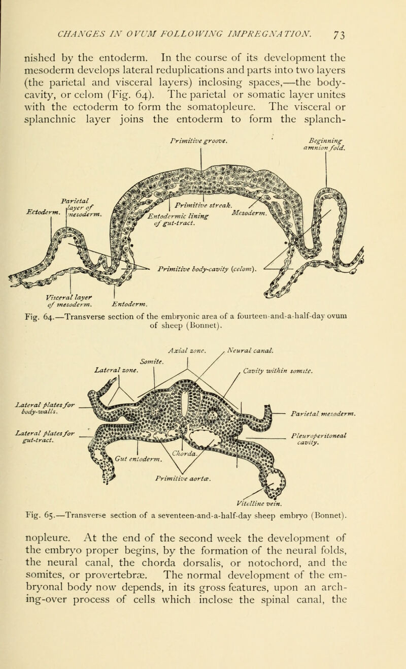 nished by the entoderm. In the course of its development the mesoderm develops lateral reduplications and parts into two layers (the parietal and visceral layers) inclosing spaces,—the body- cavity, or celom (Fig. 64). The parietal or somatic layer unites with the ectoderm to form the somatopleure. The visceral or splanchnic layer joins the entoderm to form the splanch- rrimitive groove. Beginning amnion fold. Visceral layer 0/ mesoderm. Entoderm. Fig. 64.—Transverse section of the embryonic area of a fourteen-and-a-half-day ovum of sheep (Bonnet). Axial zone. . Neural canal. Somite. Lateral zone. Cavity within somite. Lateral plates for body-walls. Lateral plates for gut-tract. Parietal mesoderm. Pleuroperitoneal cavity. Vitelline vein. Fig. 65.—Transverse section of a seventeen-and-a-half-day sheep embryo (Bonnet). nopleure. At the end of the second week the development of the embryo proper begins, by the formation of the neural folds, the neural canal, the chorda dorsalis, or notochord, and the somites, or provertebrae. The normal development of the em- bryonal body now depends, in its gross features, upon an arch- ing-over process of cells which inclose the spinal canal, the